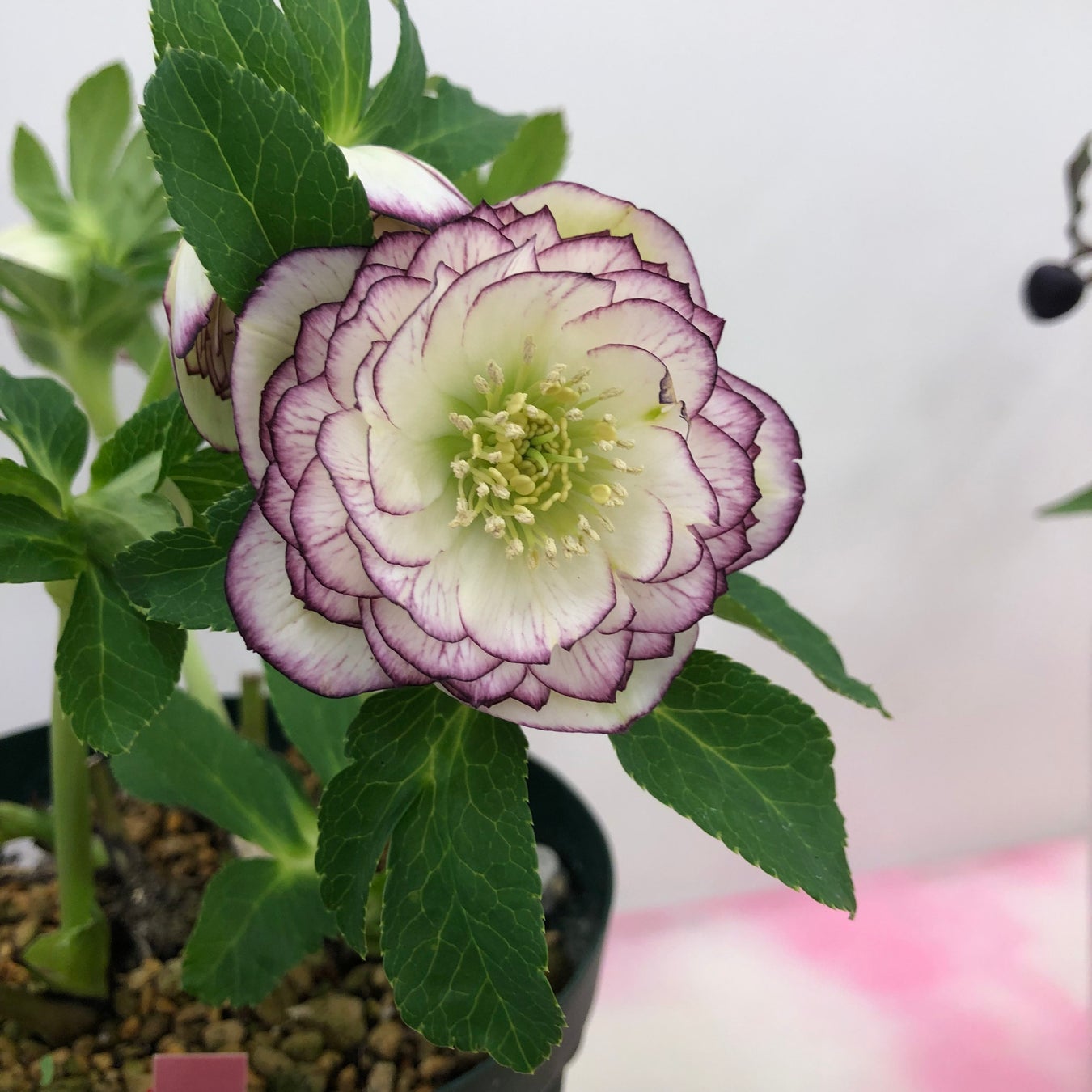 サンシャインシティ・クリスマスローズの世界展2026 ～魅惑の花たちの宴～ 見て・知って・買って・育てて楽しむ！全国から集まるクリスマスローズの逸品・名品