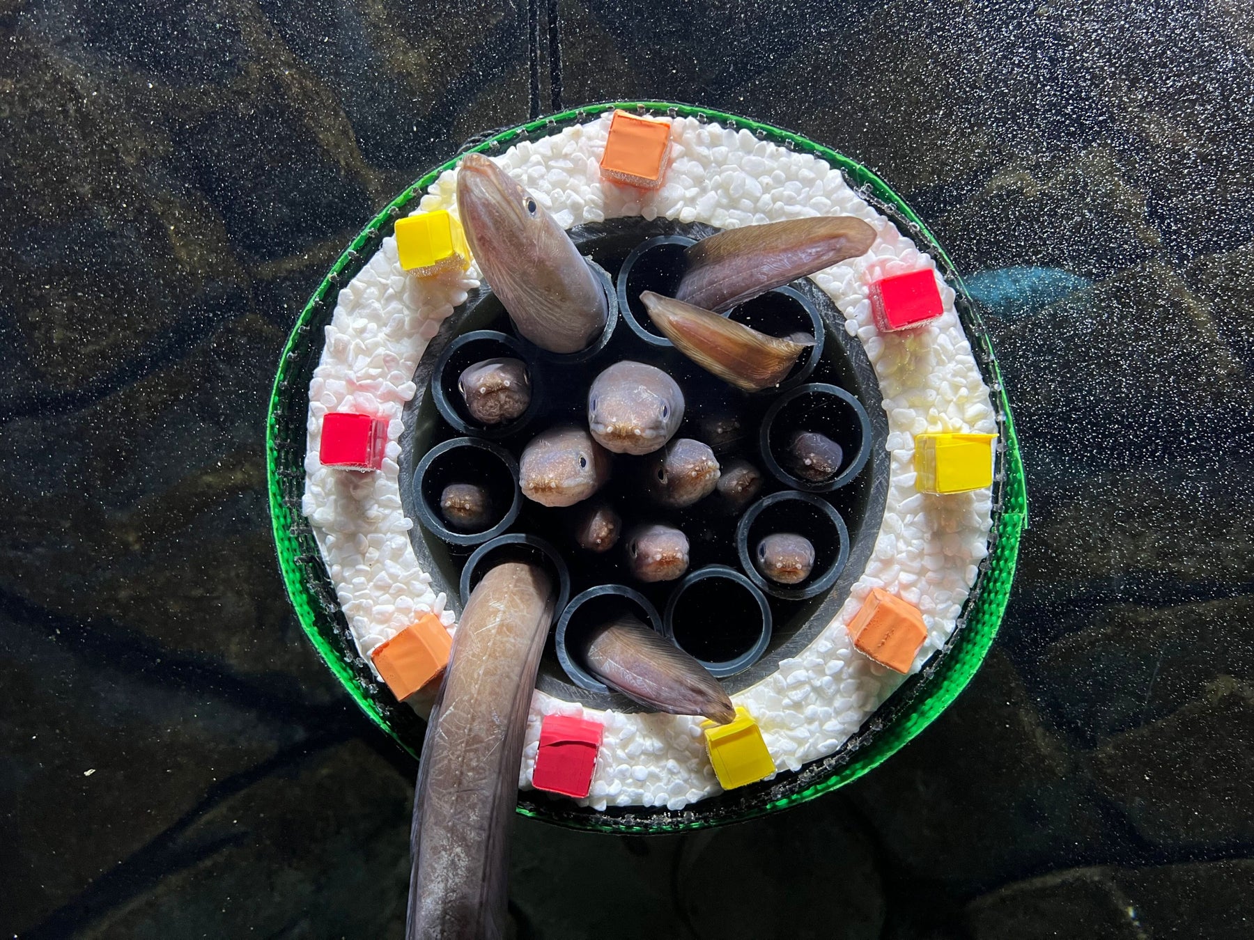 【上越市立水族博物館 うみがたり】ぎゅーっとくっつくアナゴの習性を活かした『アナゴの恵方巻水槽』【２０２６年１月２０日（火）〜２月３日（火）】