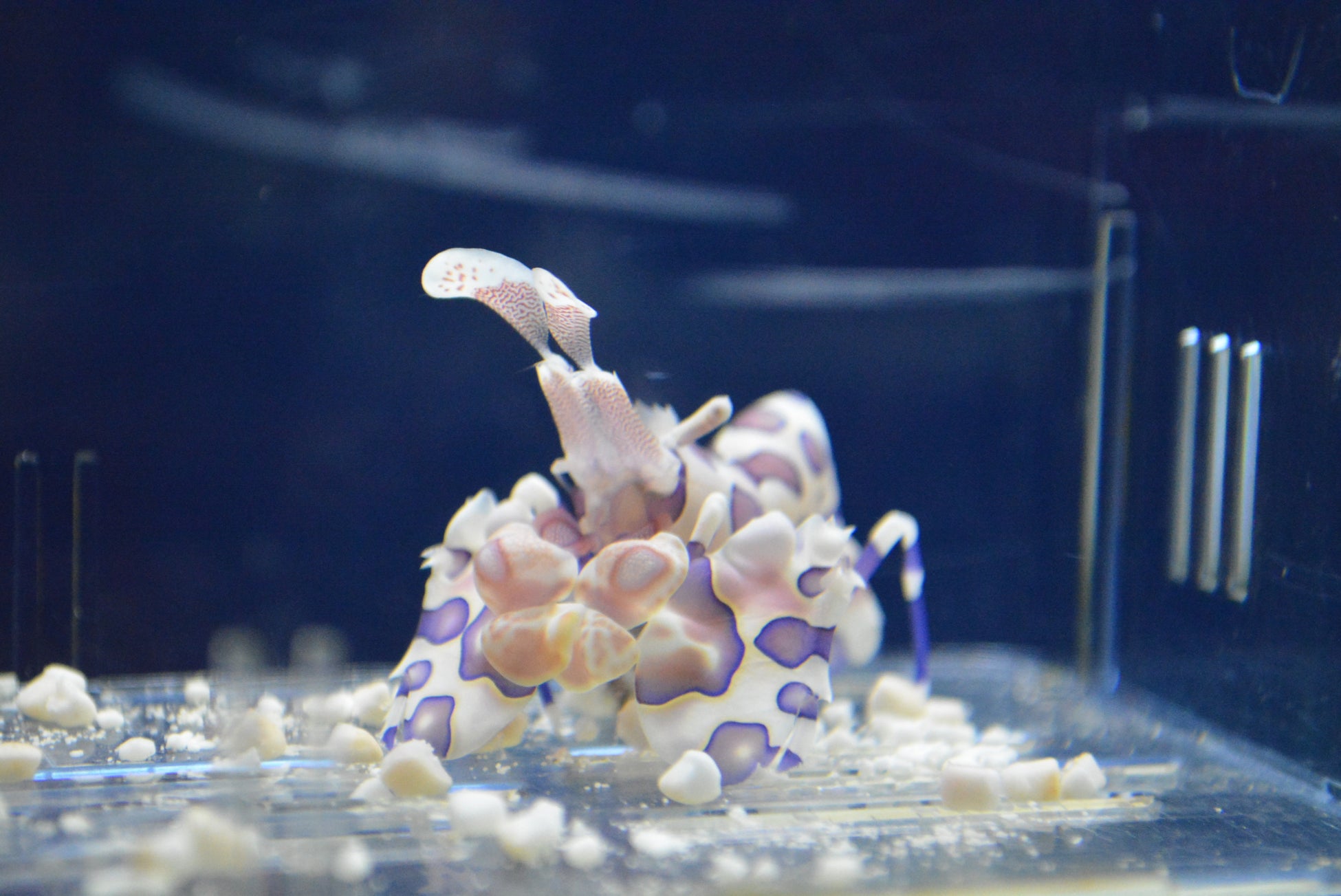 まるで水族館⁉生き物の特別展示【国営アルプスあづみの公園堀金・穂高地区】