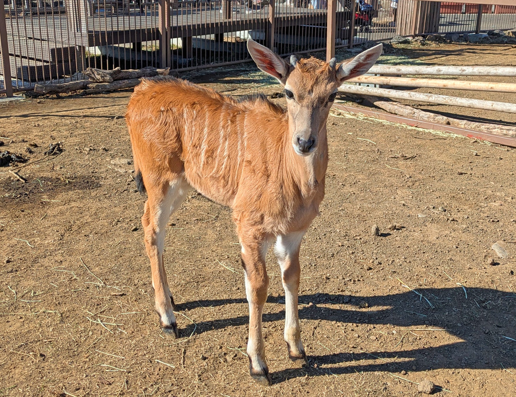 高度な職人技が光るスカンジナビアデザインのクルーザー「Viknes(ヴィクネス)10」が日本初上陸