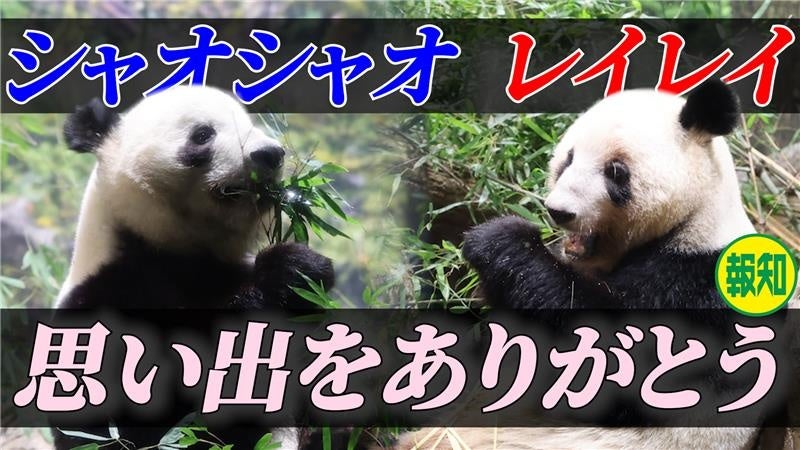 シャオシャオ・レイレイ動画公開【スポーツ報知YouTubeチャンネル】