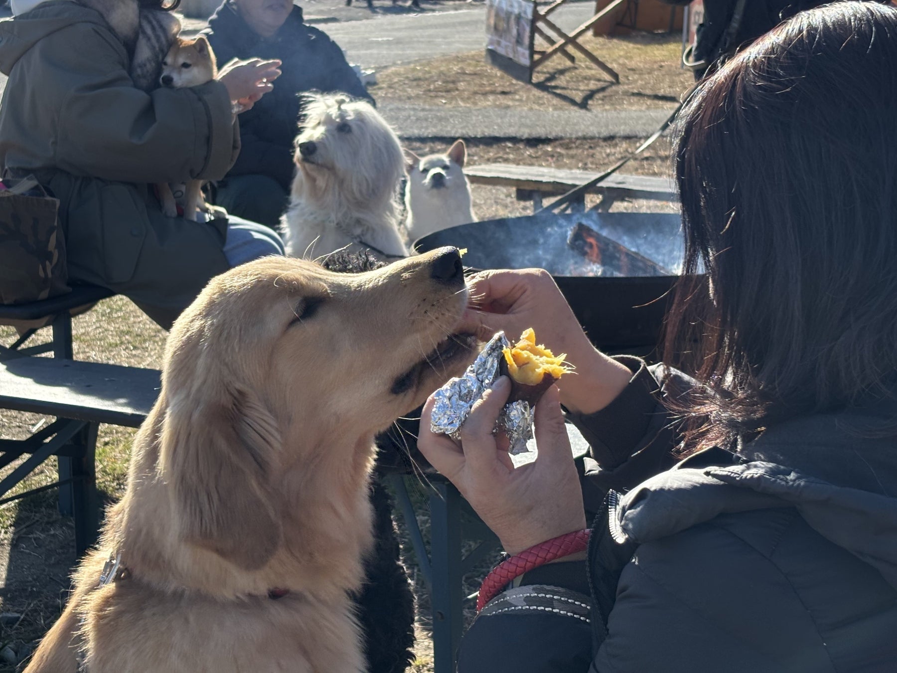 【横須賀・ソレイユの丘】焼き芋1,000食を無料配布！愛犬と楽しむ「冬チル」イベント詳細発表。ハスキーやポメラニアンなど犬種ごとに集結する「ソレイヌ連合」オフ会も開催。
