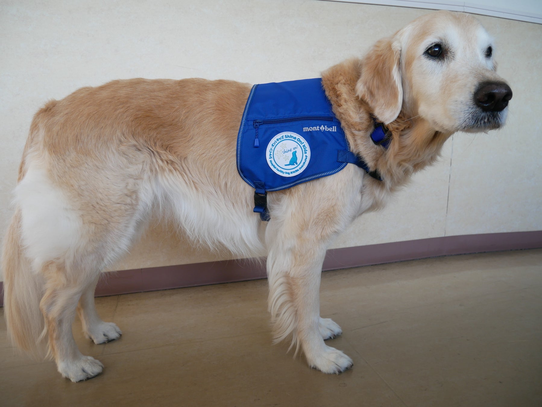 現場の声をかたちに ― モンベルとの協働でホスピタル・ファシリティドッグ®用ベストを開発