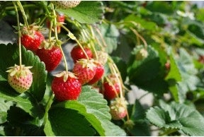 ～ふたりだけの結婚式という新しい選択肢～ 大切なのは「祝われること」より「誓い合うこと」を2026年1月15日㈭より開始いたします。