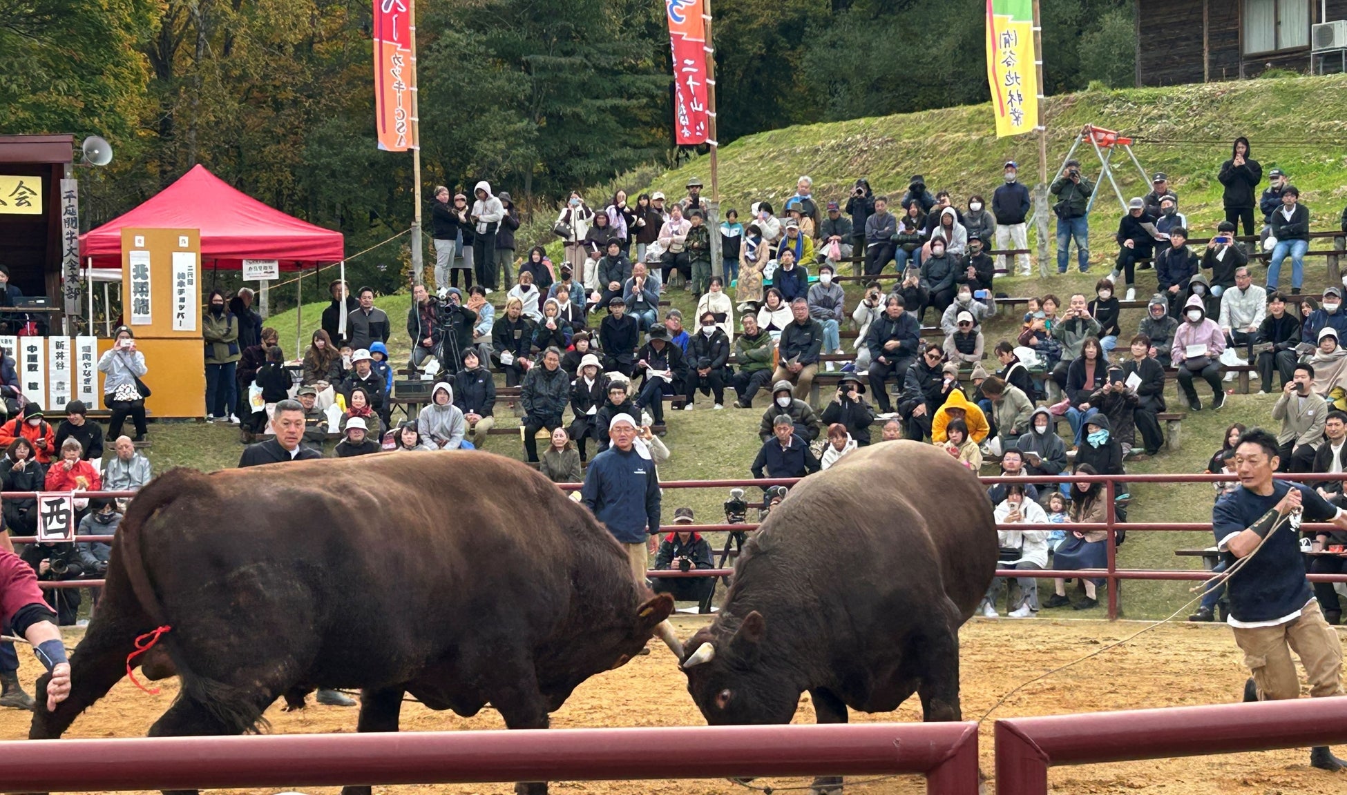 「人と牛が共に生きる文化を旅する」岩手県久慈市で闘牛体験ツアー販売開始、2026年全国闘牛サミット開催へ