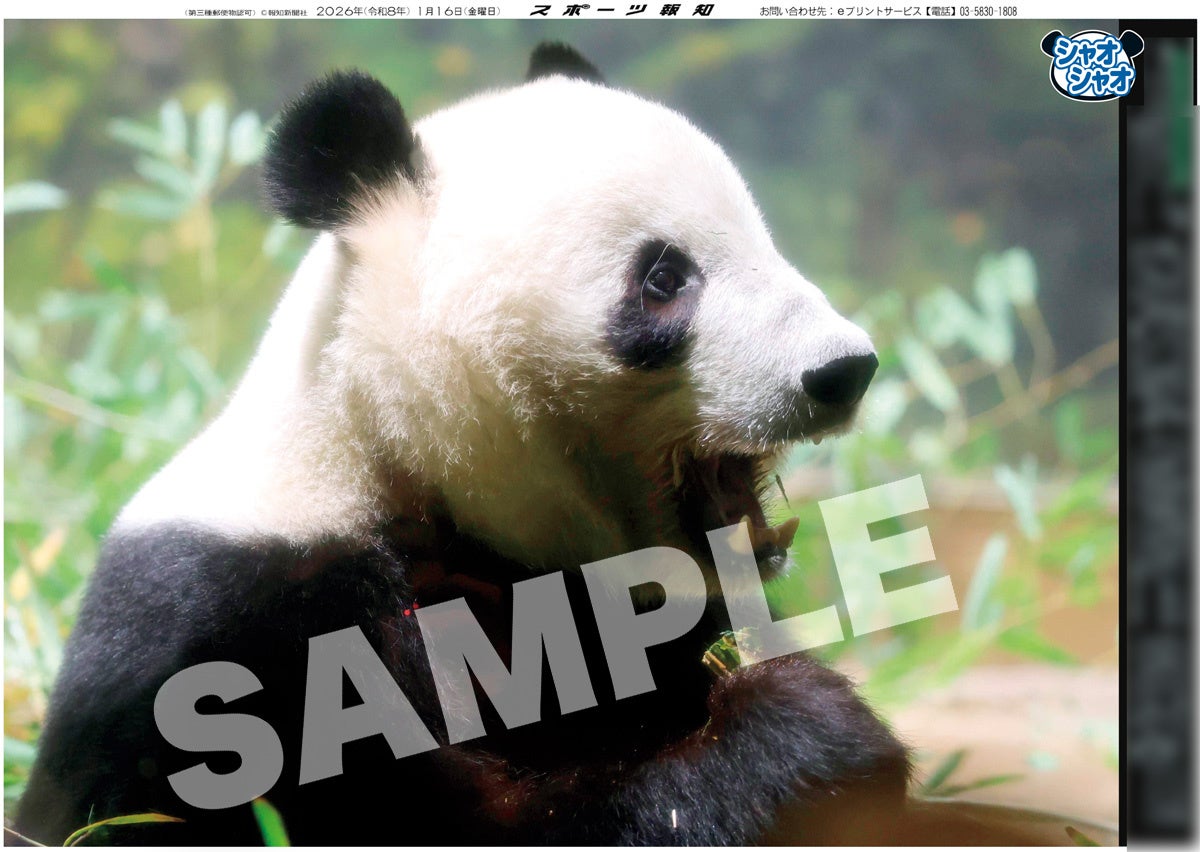 「再見シャオシャオ　謝謝レイレイ」特別号１月20日発売【スポーツ報知】