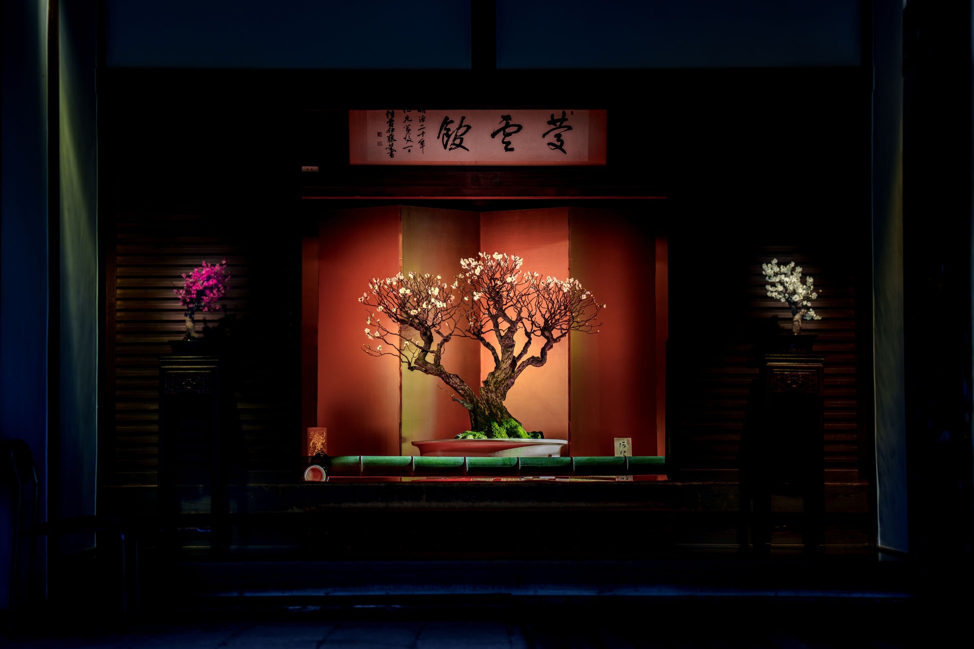 新春の風物詩・日本最大級の梅の盆栽展「第75回長浜盆梅展」 開催