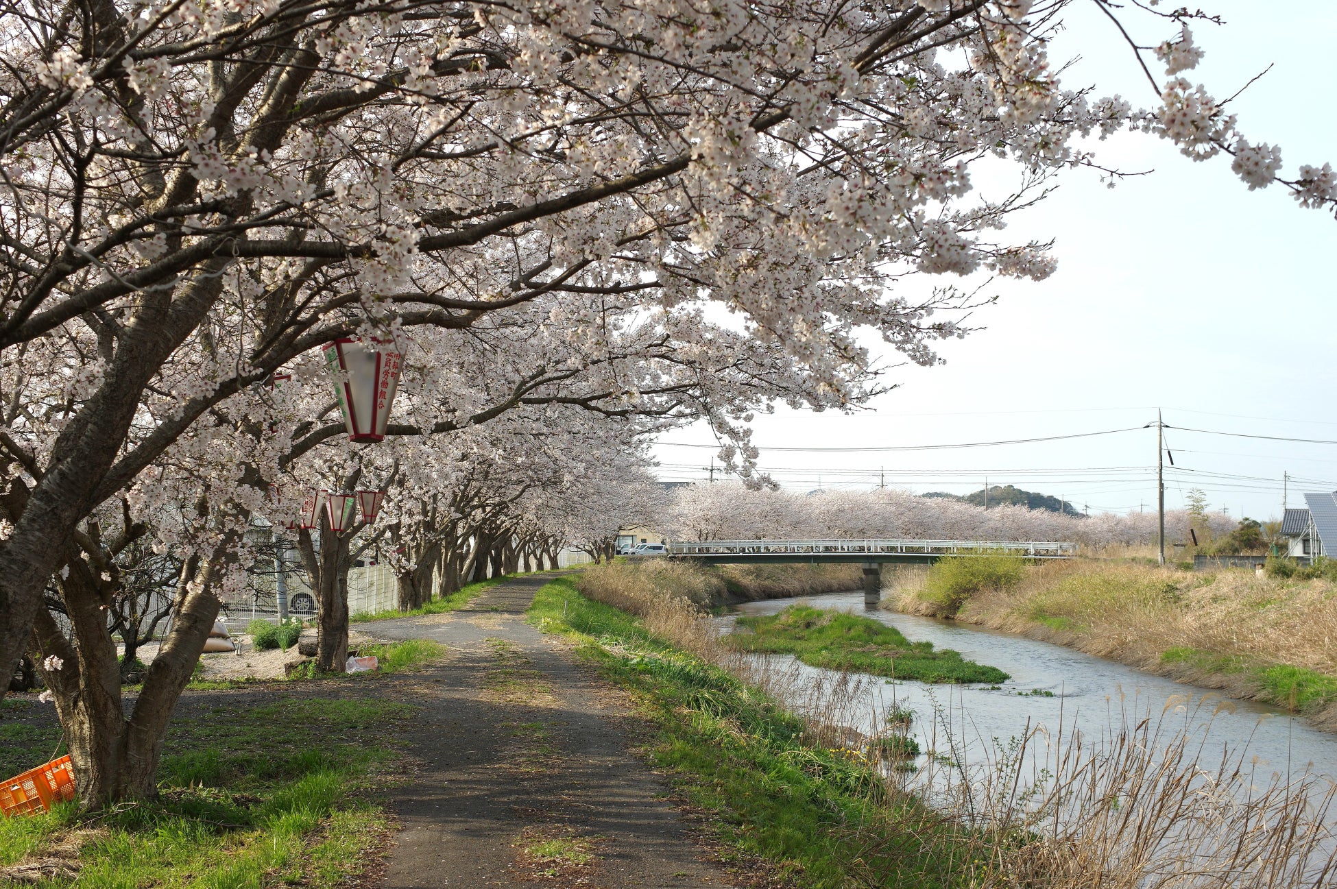 【鳥取県西部】春の息吹を五感で満喫！「大山時間 “チャリ旅ツアー 2026春”」を開催、参加者募集