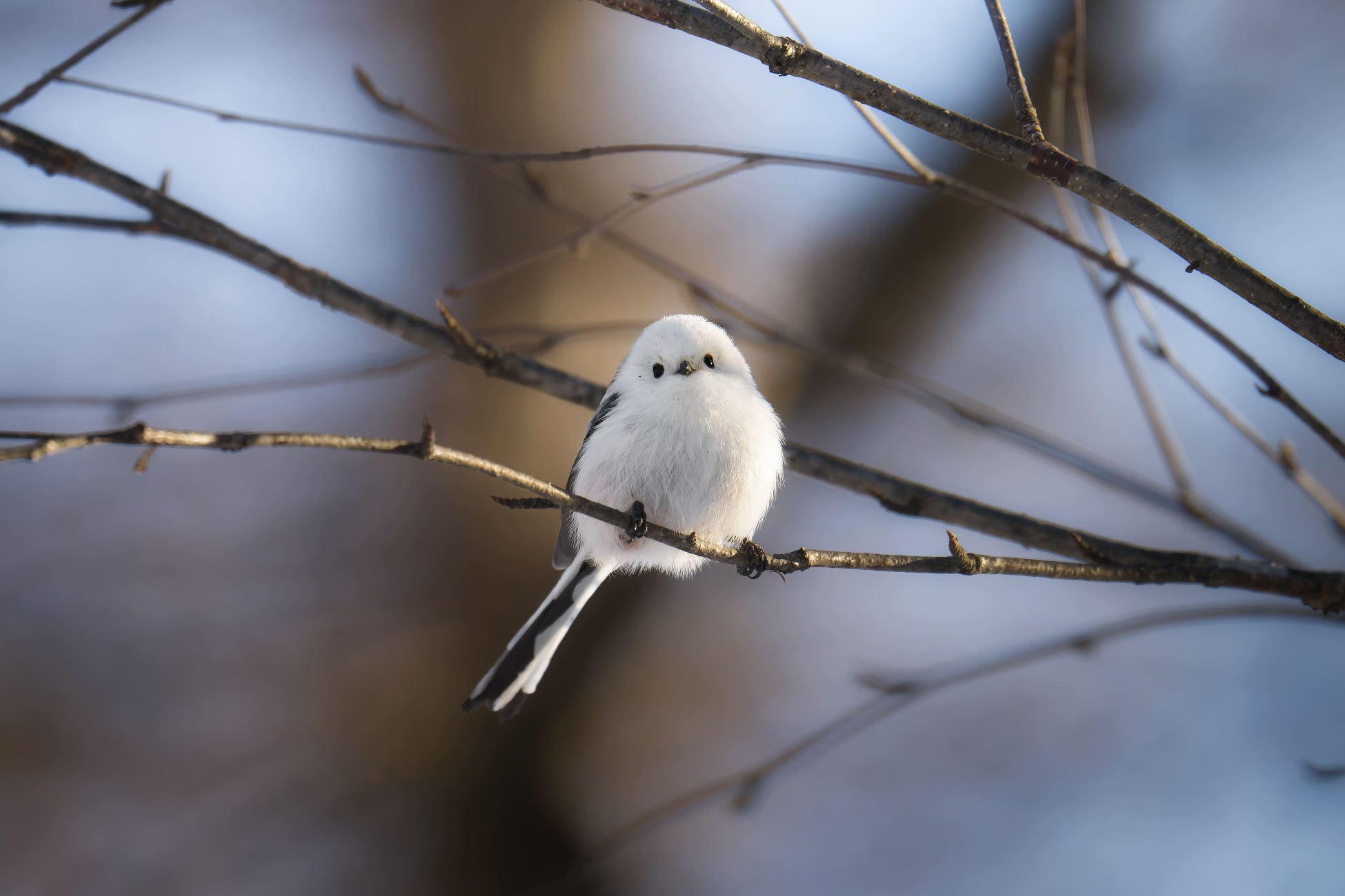 十勝の森に「雪の妖精 シマエナガ」が舞う　フェーリエンドルフでシマエナガ観察スポットを発見