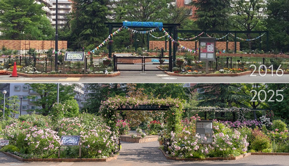 累計来園者数100万人突破／練馬区立 四季の香ローズガーデン／2016年開園当初と比べ2025年には年間来園者数が3倍以上に