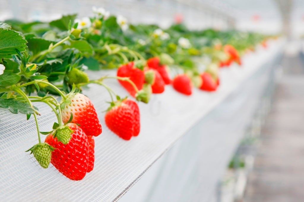 【取材のお願い】　「山田養蜂場グループのイチゴはなぜ大きく甘い！？」