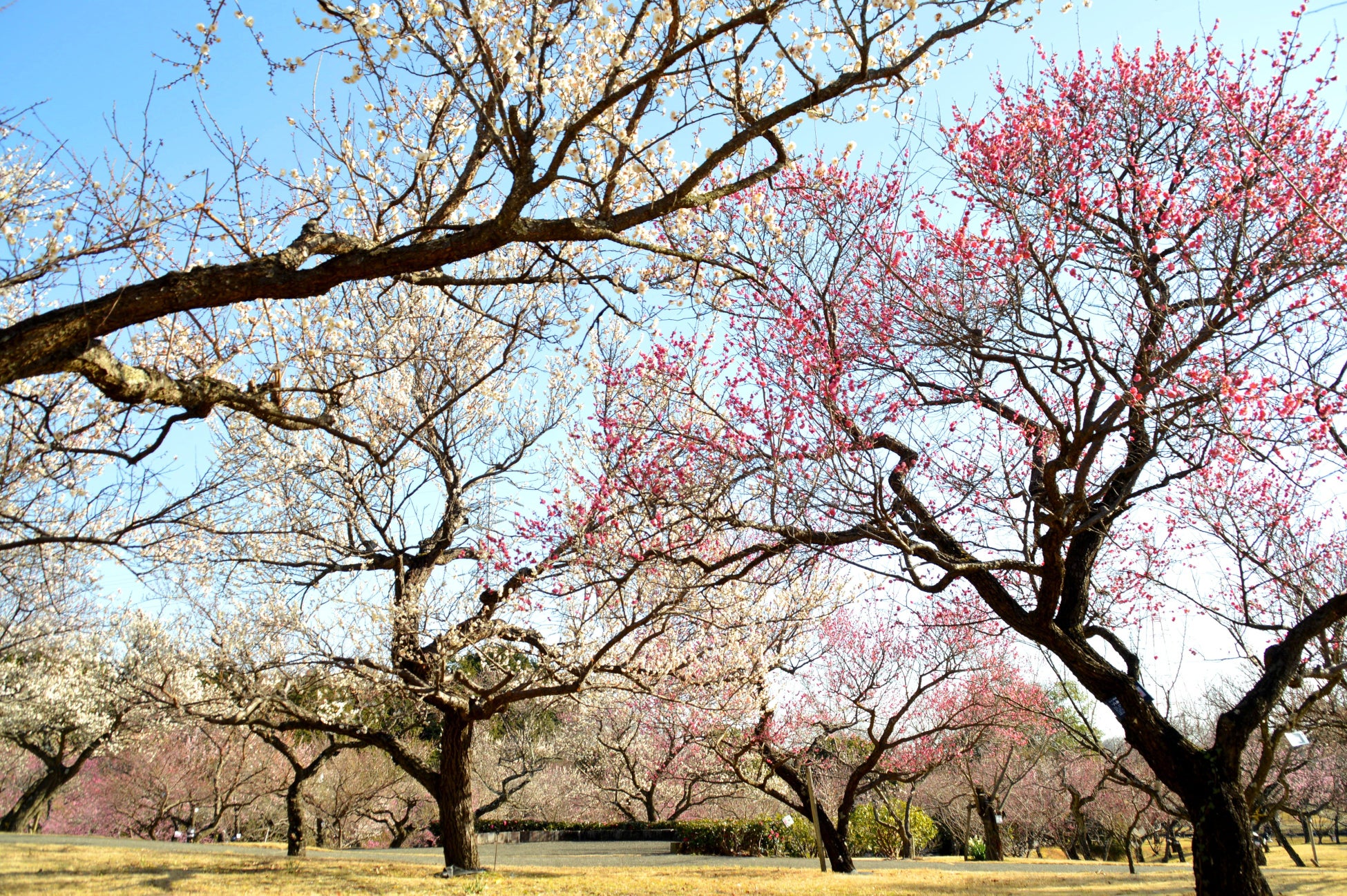 【ザ・リッツ・カールトン大阪】「医食同源・医茶同源」の思想を取り入れた初めてのランチコース「季節の薬膳ランチ“和漢”」が1月22日（木）より登場
