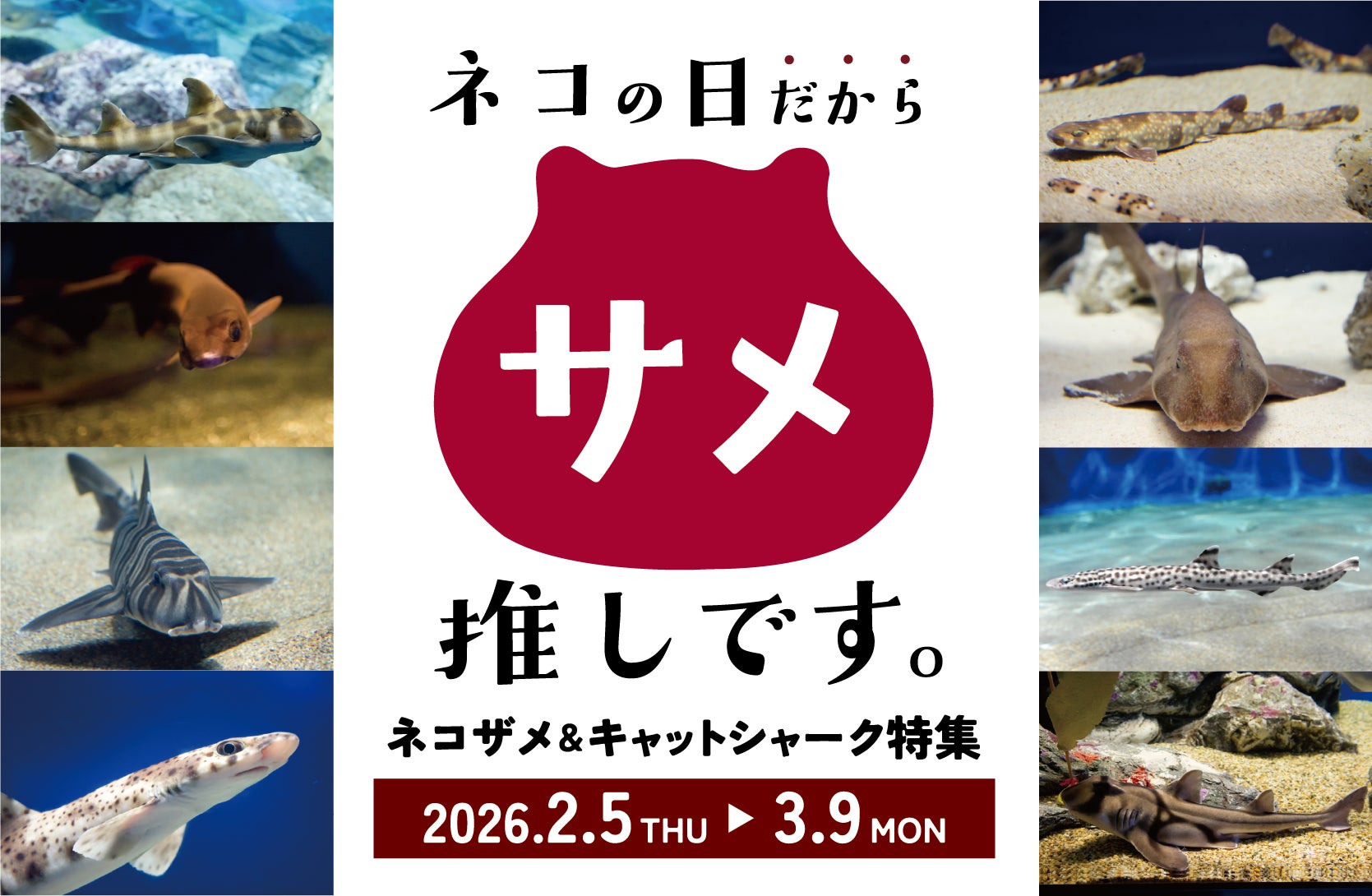 水族館なのにネコの日企画！？アクアワールド・大洗の「ネコ」たちが大集合！