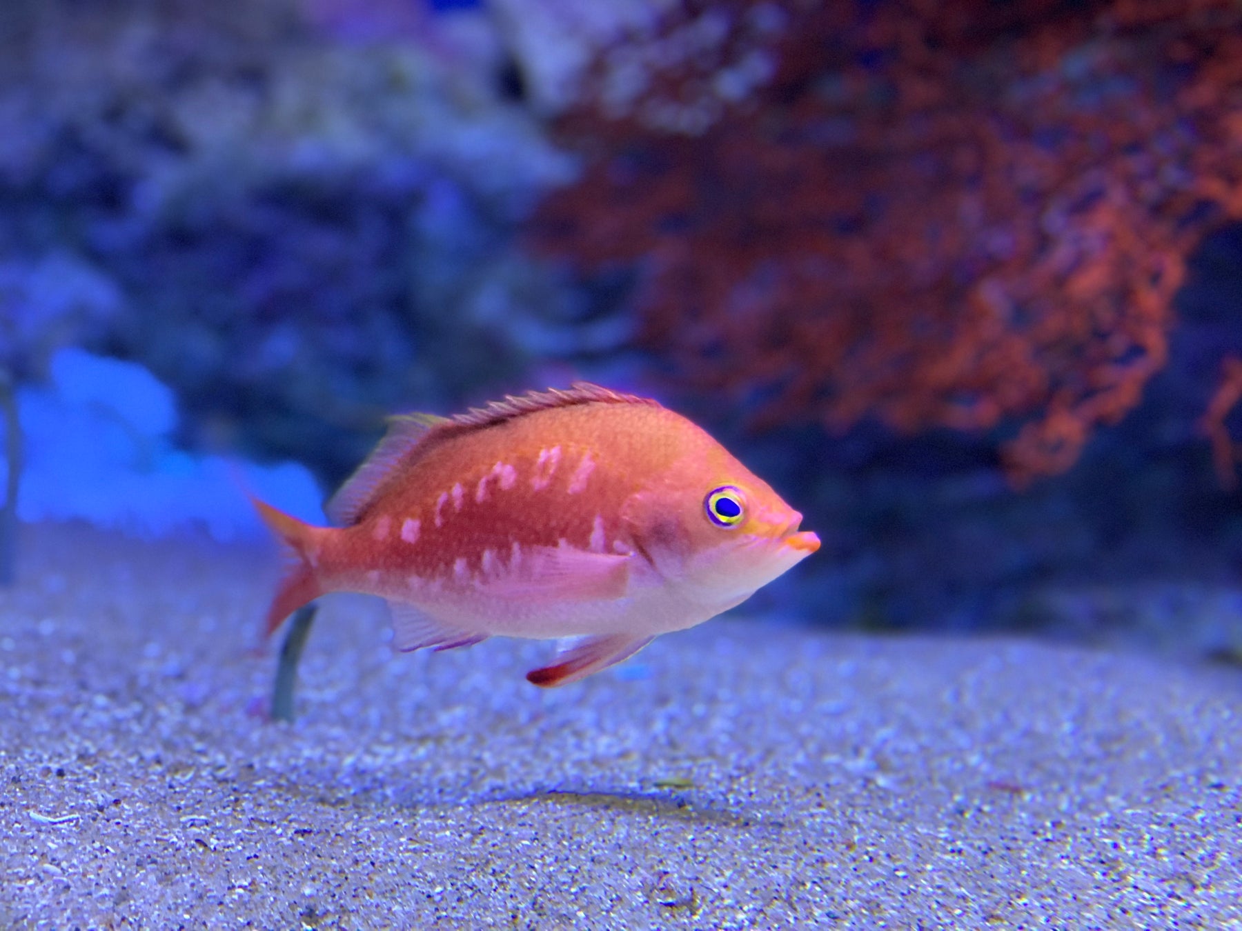 【下田海中水族館】今年は菜の花も！海に棲む「桜」と「菜の花」も見よう！～「みなみのさくらと菜の花まつり」＆「河津桜まつり」を盛り上げます～　2026年1月31日(土)～4月5日(日)