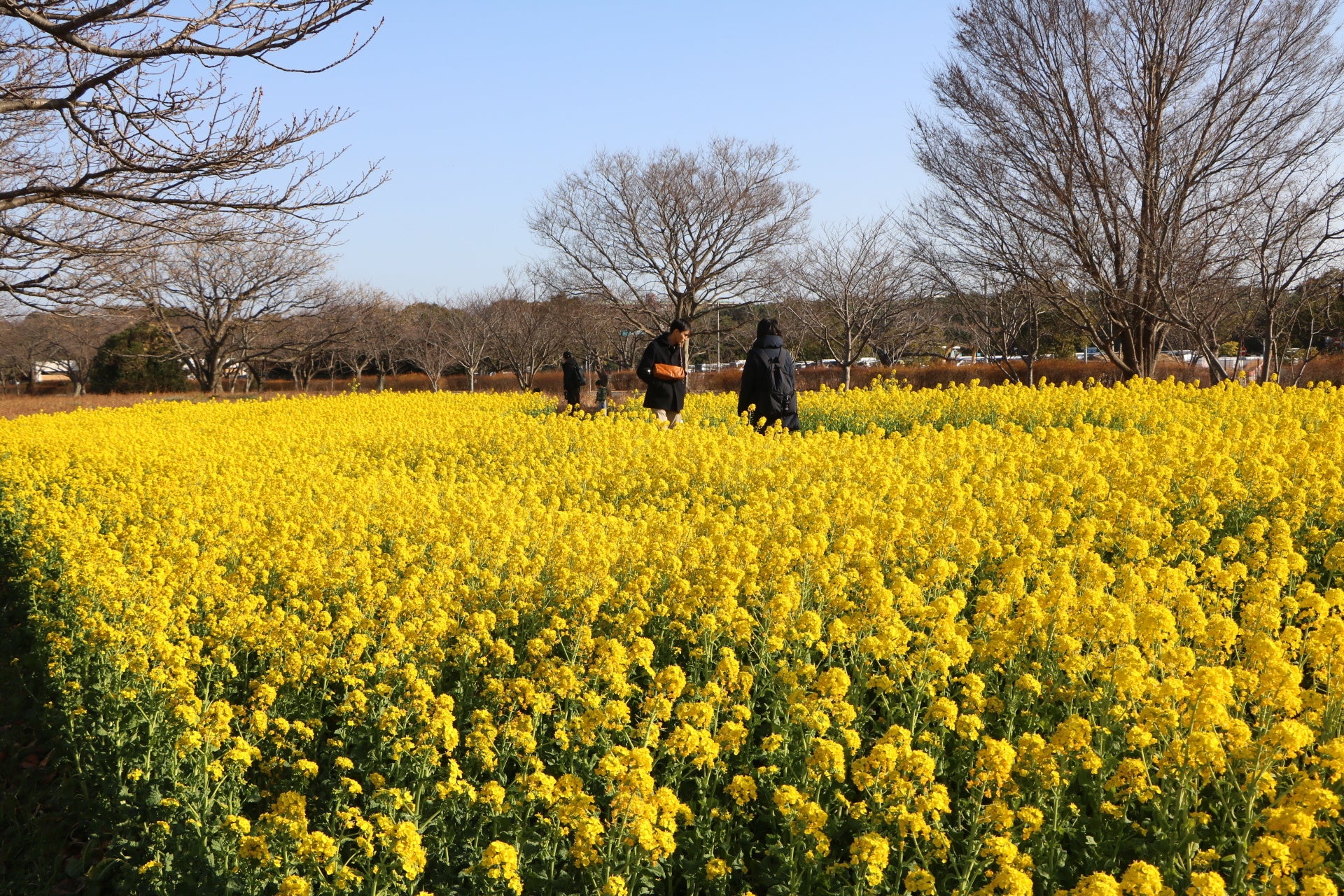 一面黄色に染まる菜の花畑【国営海の中道海浜公園】