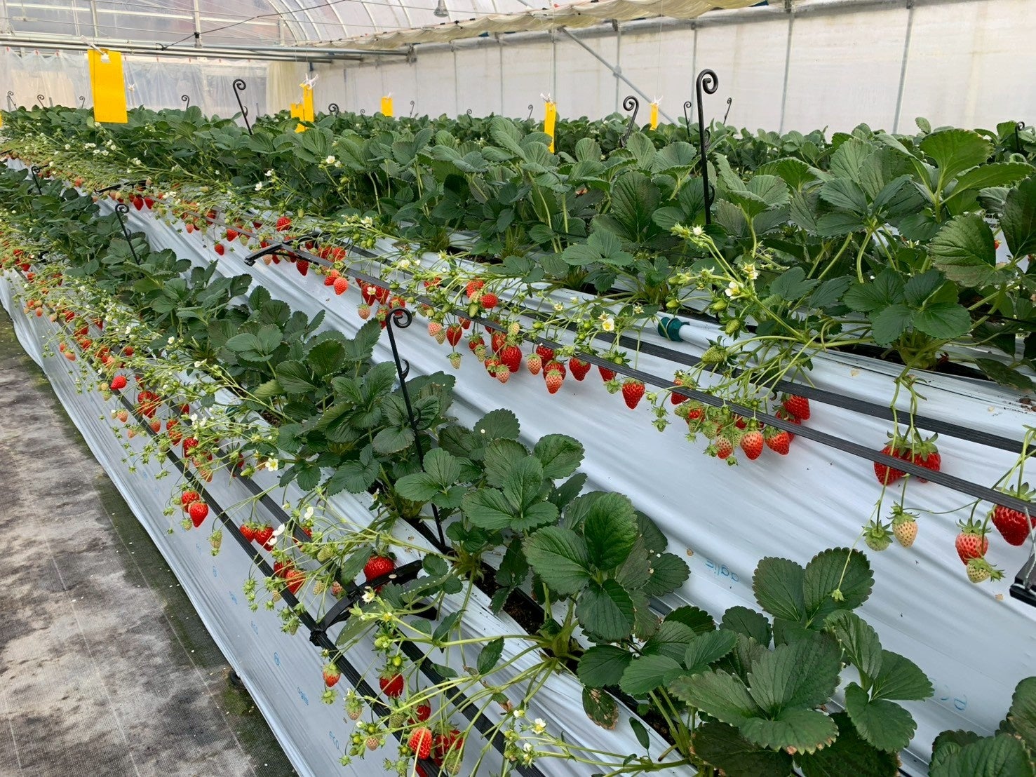 【福助ファーム】電解水素水×ウルトラナノバブル。最新技術と三田市の大自然が育てた美水いちごの栽培。