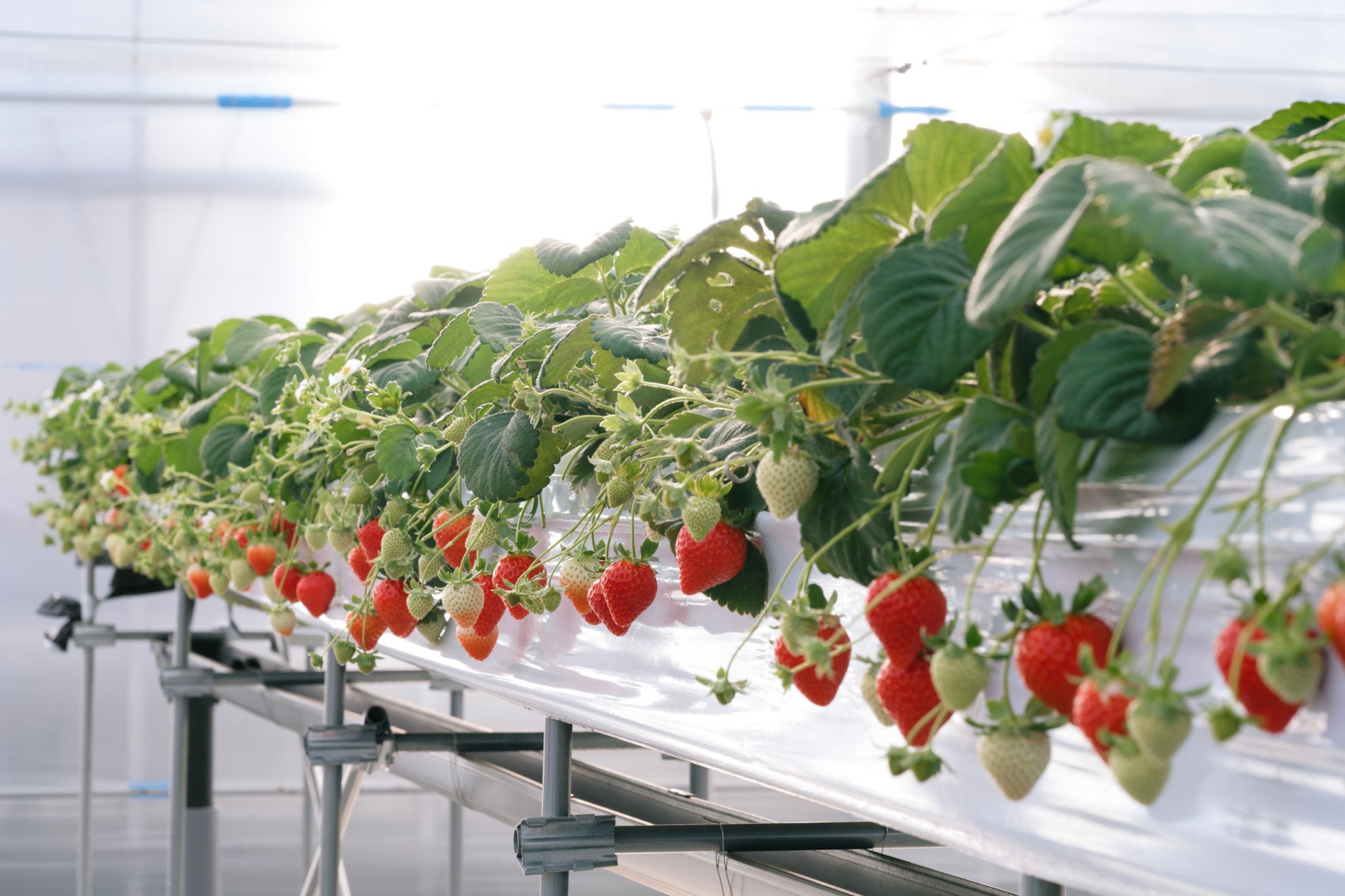 シェフ監修のスイーツと、3種のいちごを“時間無制限”で。 伊豆の一次産業を守る『IZU ARTH FARM』が2月6日にメディア内覧会を開催