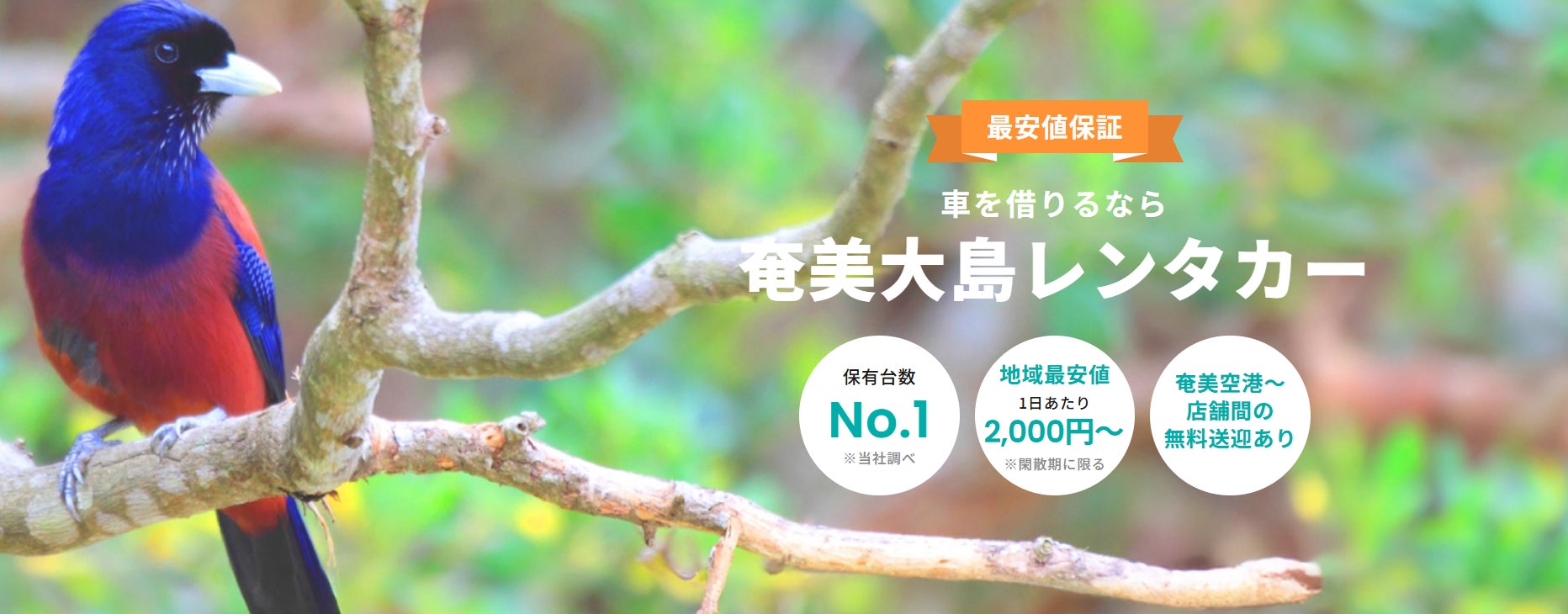 【奄美大島】奄美空港から無料送迎対応の「奄美大島レンタカー」2025年12月オープン