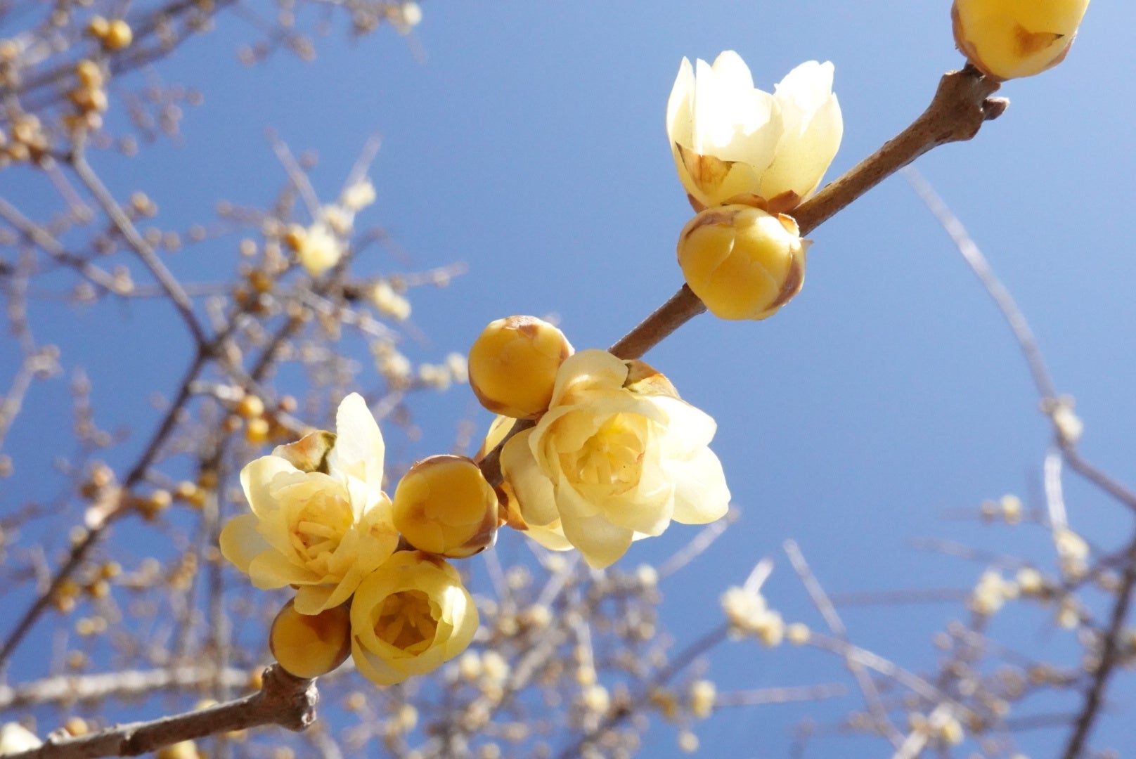 鎌倉長谷寺の梅