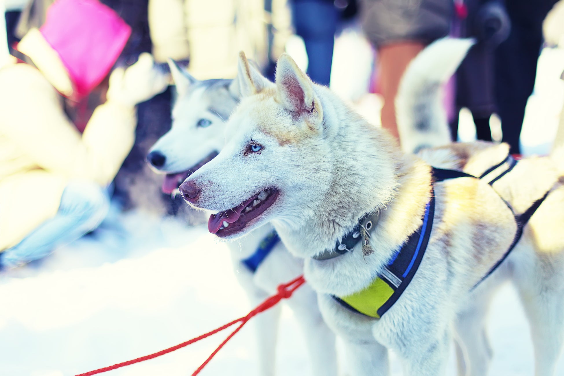 KELO株式会社と米沢スキー場と米沢ファミリーゴルフ場を運営する米沢観光株式会社が業務提携