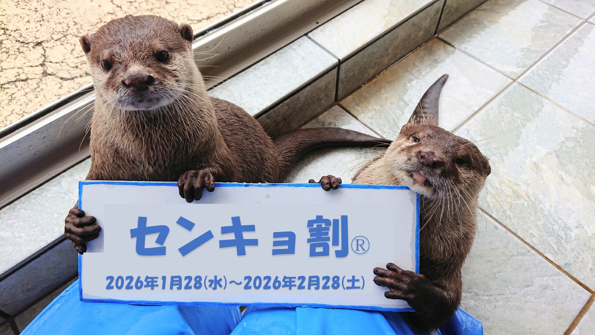 2月8日は衆議院議員総選挙！　下田海中水族館センキョ割2026　あなたの一票で、おトクに入場できちゃう！