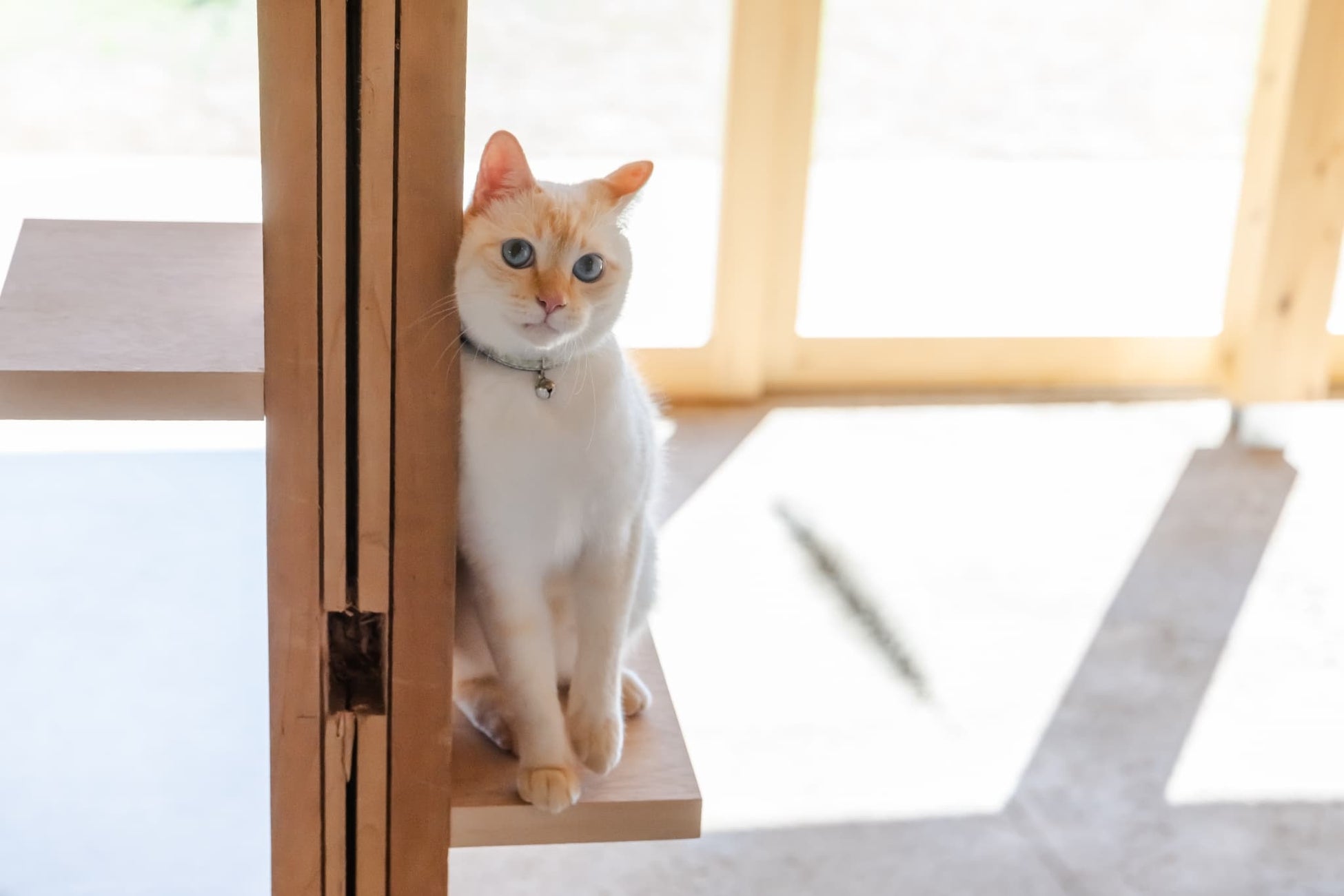 【愛知・瀬戸】驚異の100分牡蠣食べ放題！2月限定【今が旬】の“牡蠣売り尽くし”フェア開催。人気コースも10％OFFで解禁＆牡蠣しゃぶや新登場おでんでぽかぽか