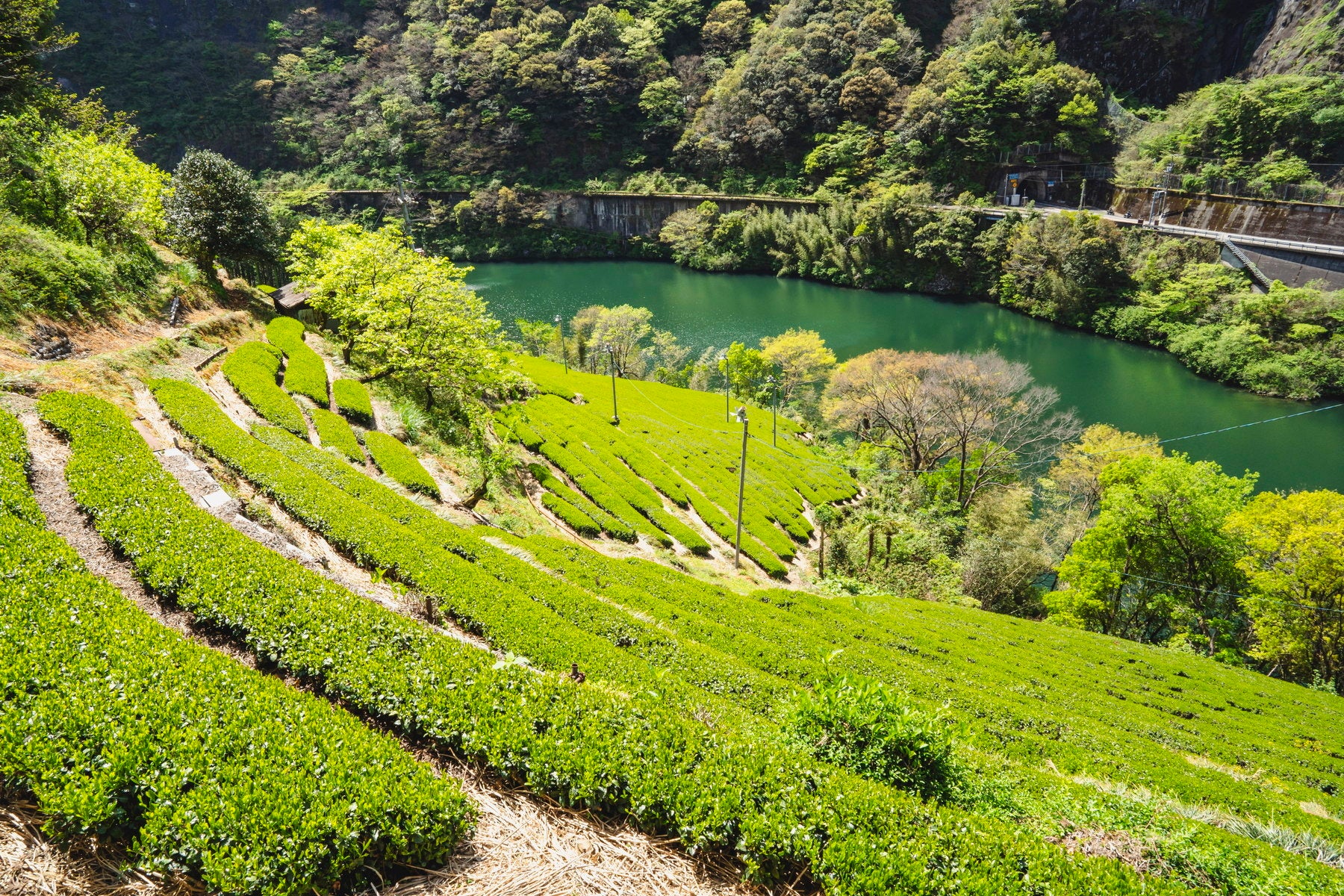 清流・仁淀川で出会う、土佐茶の新しい楽しみ方——仁淀ブルーと土佐茶が織りなす、癒しの土佐茶ツーリズム始動