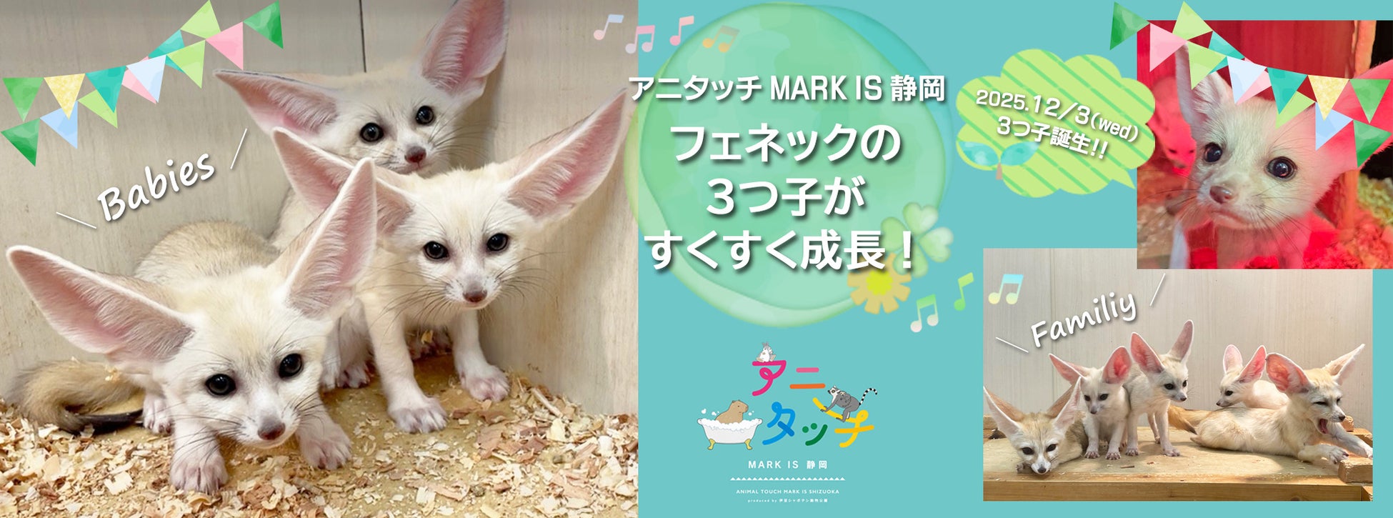 伊豆シャボテン動物公園が運営する「屋内型ふれあい動物園 アニタッチ MARK IS 静岡」で、世界最小のキツネ「フェネック」の3つ子がすくすく成長中！