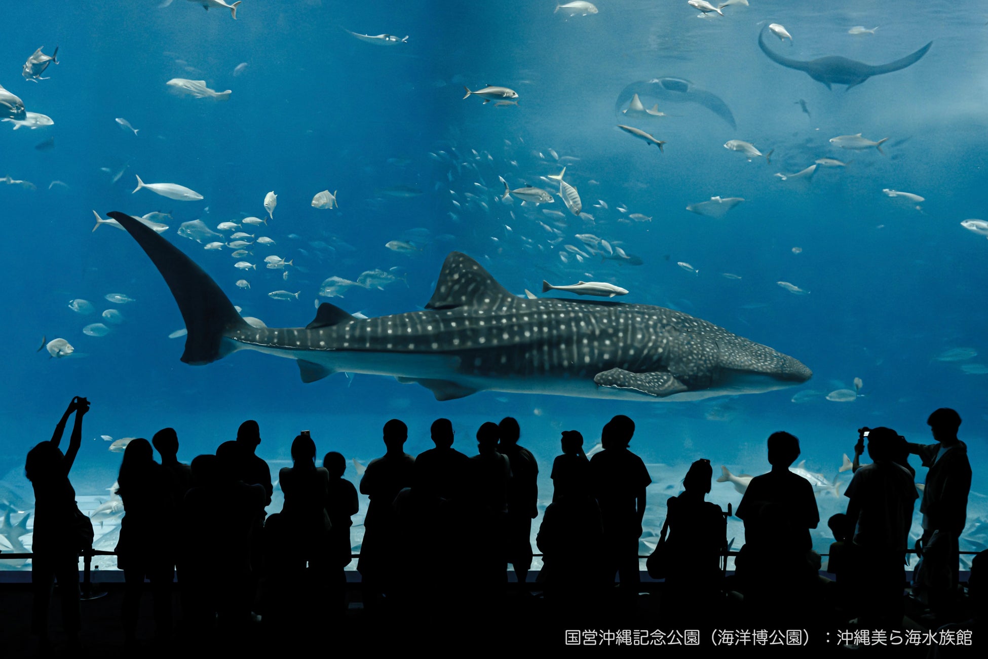 リンクティビティ、沖縄観光の人気スポット「沖縄美ら海水族館」と販売連携を開始