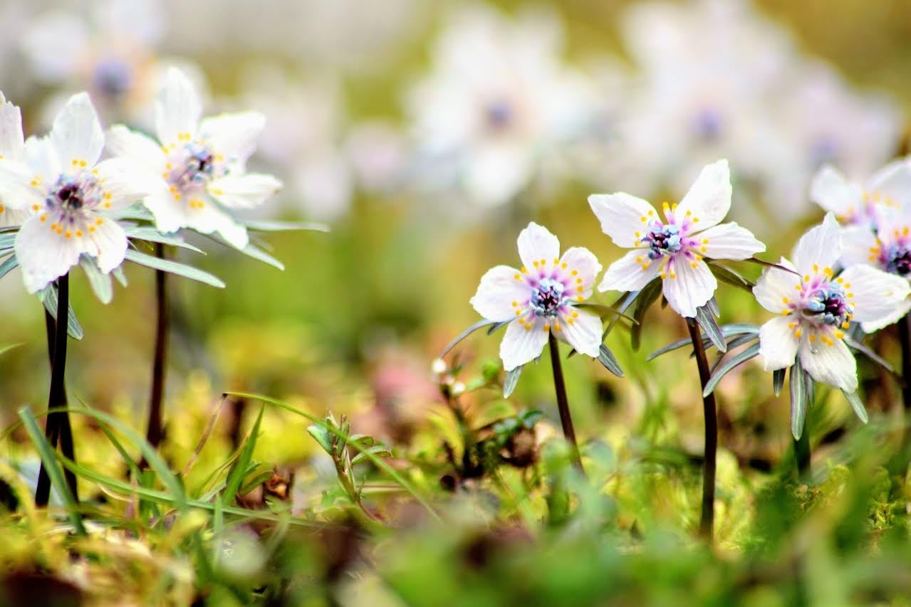 中国山地に訪れる遅い春春を告げるマンサク、セツブンソウから始まり、フクジュソウ、カタクリと、里山の貴重な山野草の花リレーが始まります！