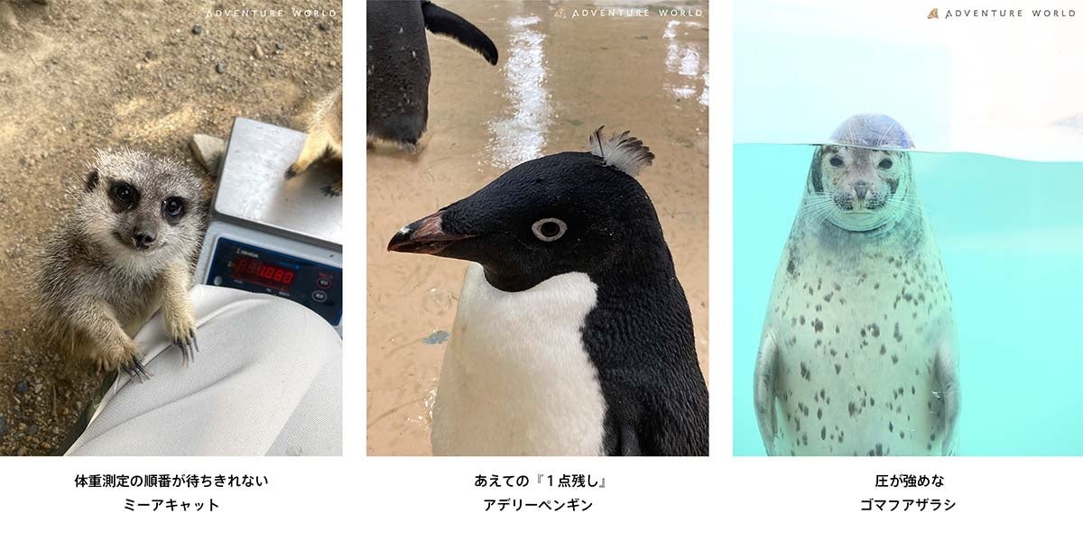 【極秘公開】スタッフのカメラロール流出！？展 〜あの動物の「素顔」は、もっと面白い。〜SHIRAHAMA KEY TERRACE HOTEL SEAMOREで２月９日（月）より写真パネル展開催