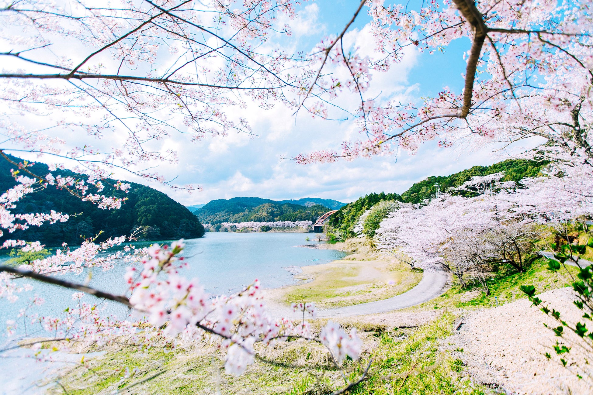 春の和歌山・串本と古座川をめぐる2つのお花見旅。国指定天然記念物「一枚岩」と老舗和菓子が彩る、地域とつながる春限定プラン【メルキュール和歌山串本リゾート＆スパ】