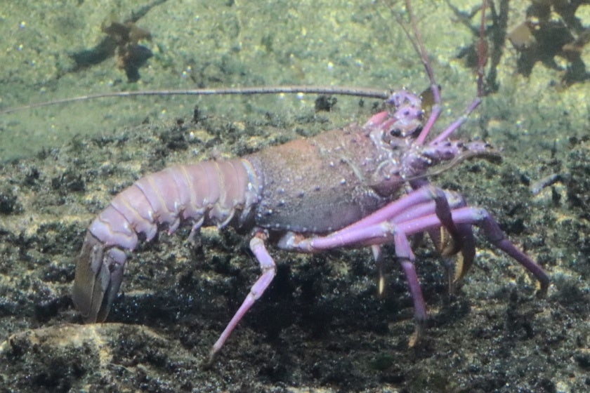 ミモザイエローのギフトで広がる幸福感！ライフスタイルホテル「slash 川崎」にて国際女性デーの象徴である、「ミモザ」をテーマとした宿泊プランと限定メニューが登場。