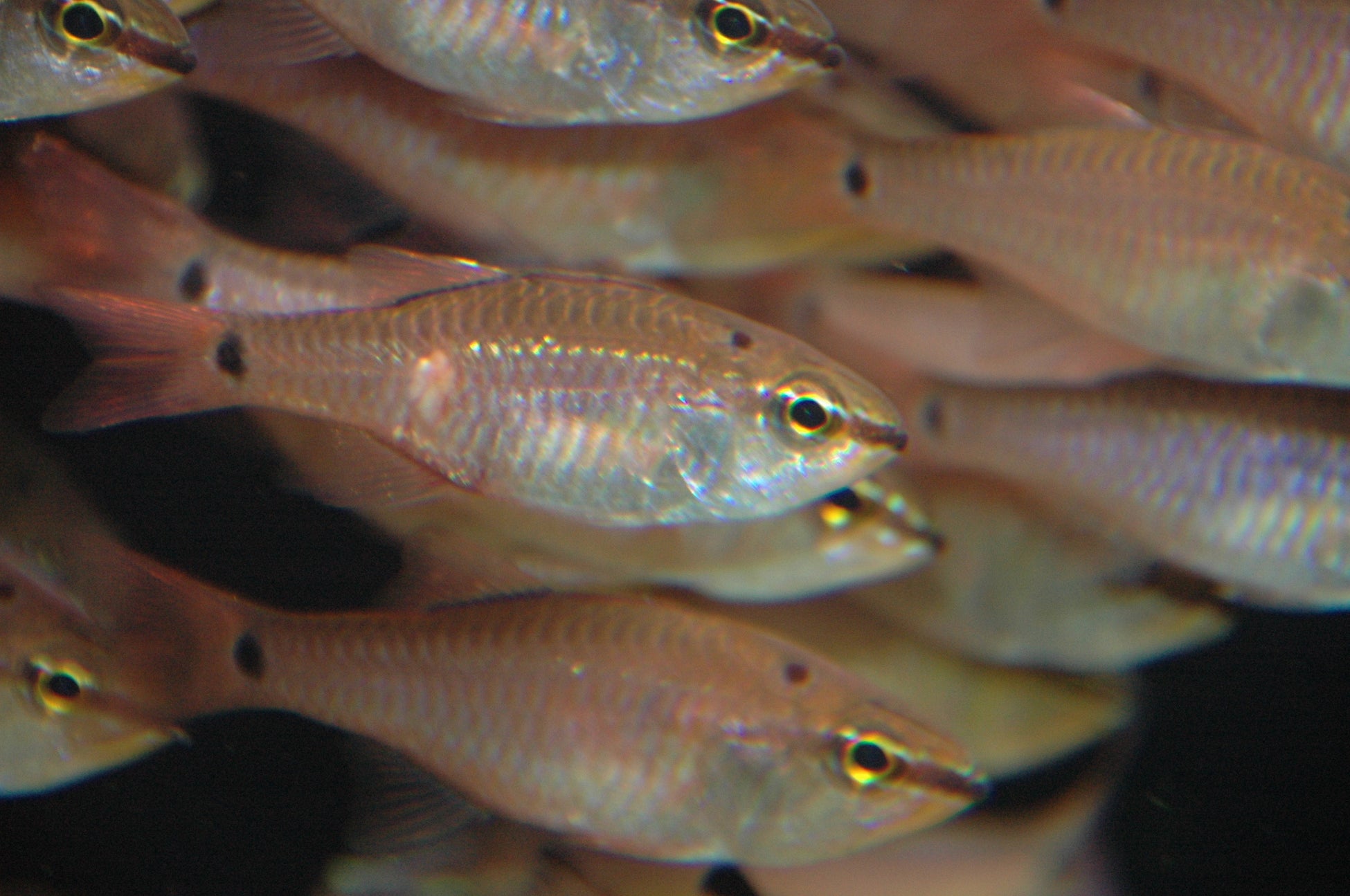 バレンタインデー・ホワイトデー特別企画　～Valentine of Underwater～