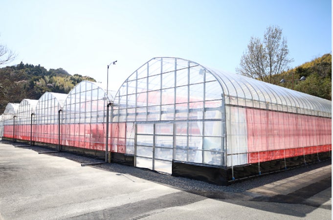 周防大島においていちご農園「マリッサベリーファーム」を開園