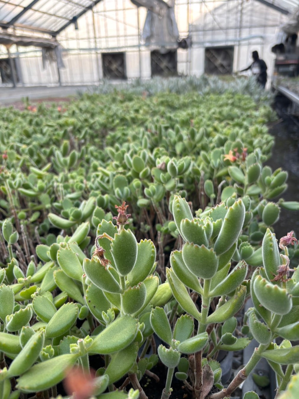 【JAF岐阜】初開催！JAFデー「ぷくぷくかわいい多肉植物の寄せ植え体験教室」inはなのかファーム