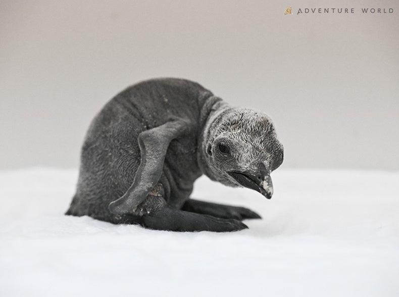 キングペンギンの赤ちゃんの誕生シーズンを迎え１羽目の赤ちゃんが誕生しました！