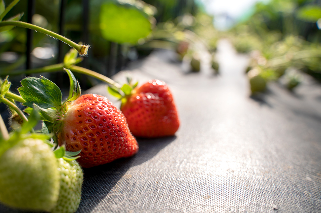 福岡県の誇るブランドイチゴ「あまおう」　休暇村志賀島では平日限定であまおうイチゴ狩り付き宿泊プランを３月１日（日）より販売