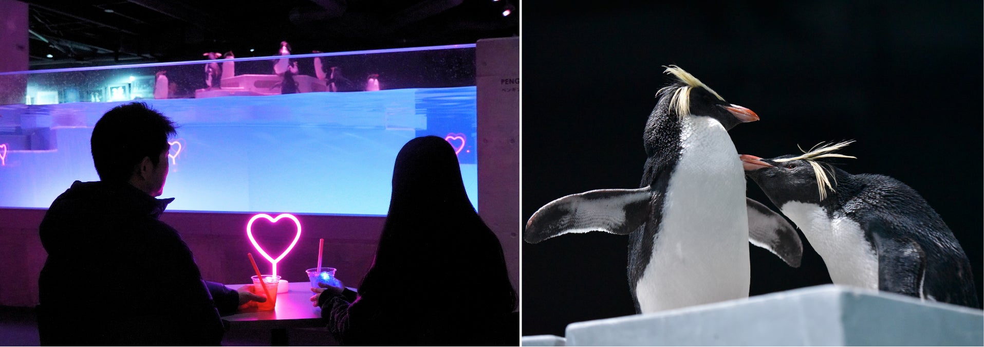 ペンギンたちが愛を伝え合う、ハートがあふれる「冬の、愛のすいぞくかん」はいよいよハイライト！バレンタイン・ホワイトデーにぴったりな特別チケット「スイートペアチケット」が新登場
