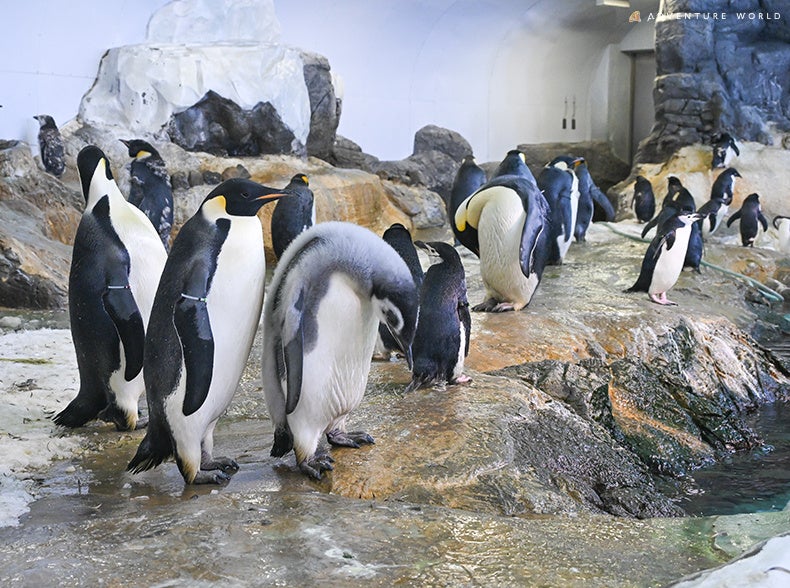 エンペラーペンギンの赤ちゃん、ついに水の世界へ！公開プール練習をスタートします ２０２６年２月１３日（金）