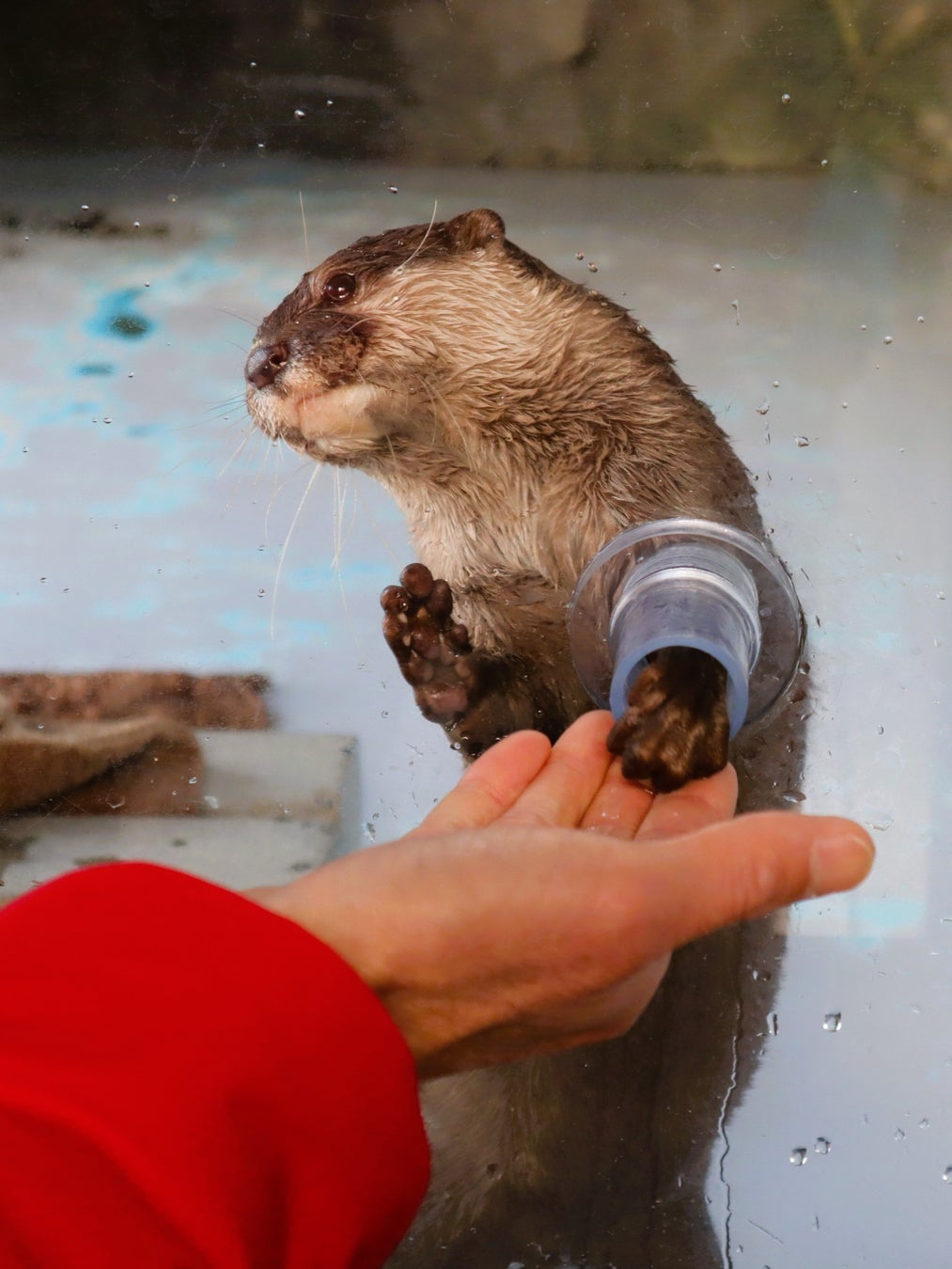 四国水族館で「コツメカワウソのふれあい体験」 2026年2月6日（金）よりスタート！
