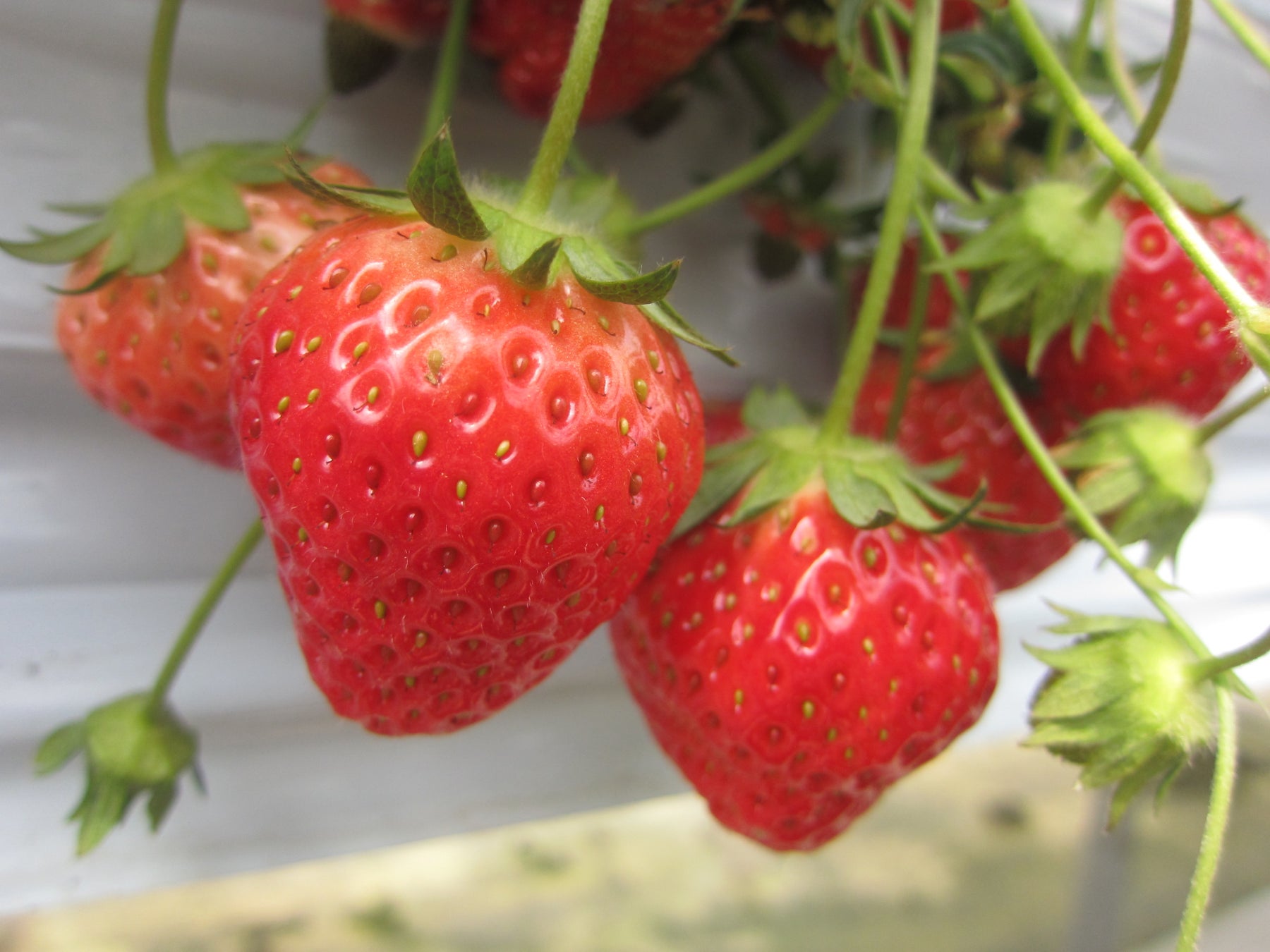 【都ホテル 岐阜長良川】春を彩るいちごを贅沢に味わう「いちごスイーツブッフェ」2026年3月29日（日）ラウンジ フローラにて開催