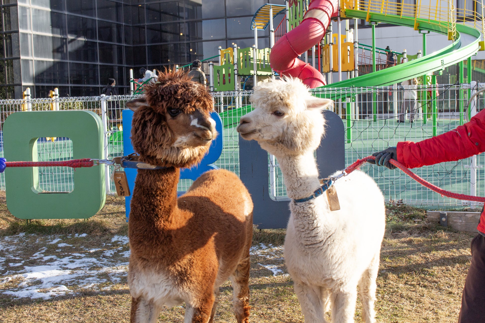 エア・カナダ、A350-1000を8機発注