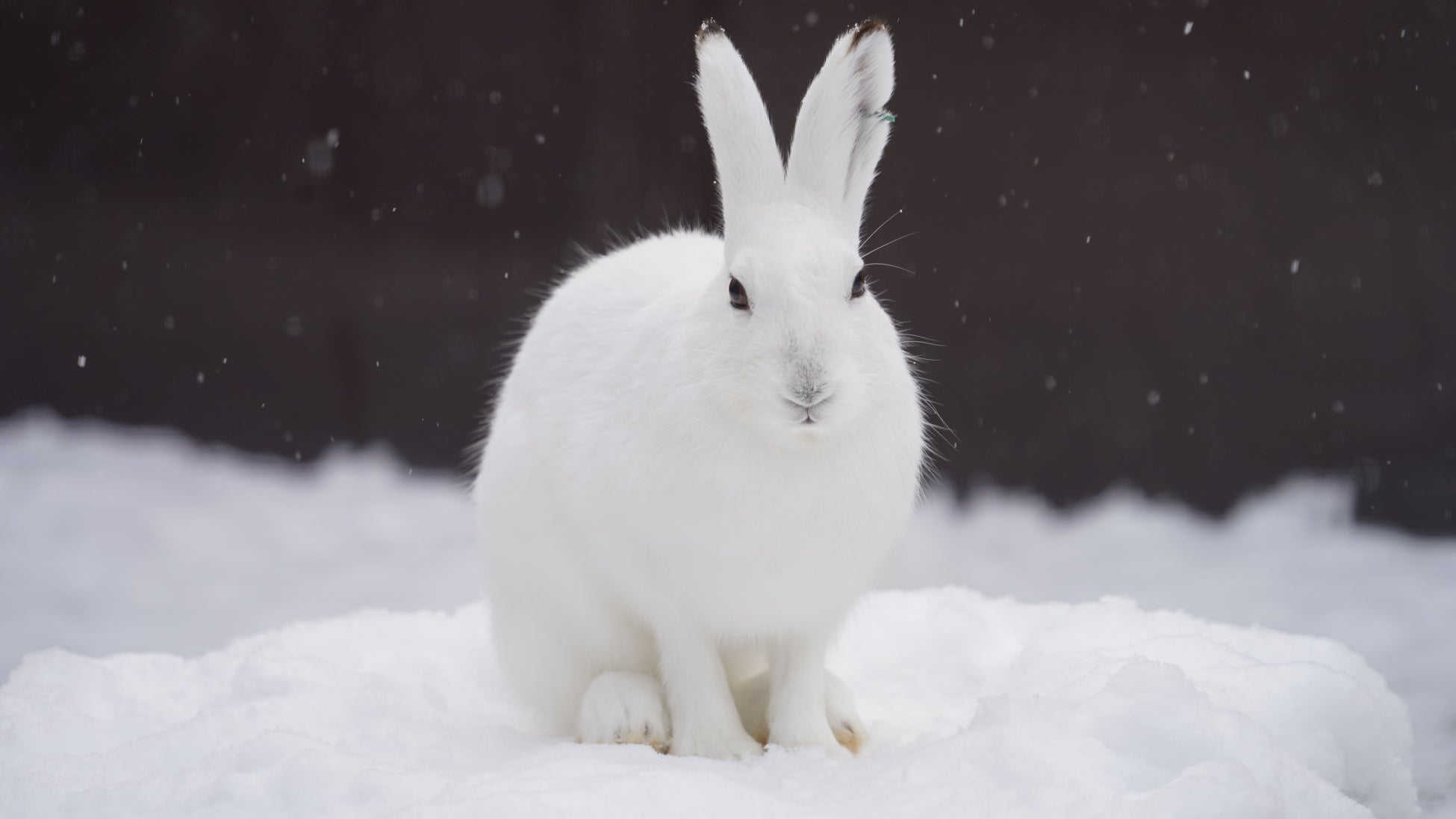 KKday、札幌市円山動物園の入園券Web販売を開始。道内最古の人気動物園でDXによるインバウンド対応と混雑緩和を推進