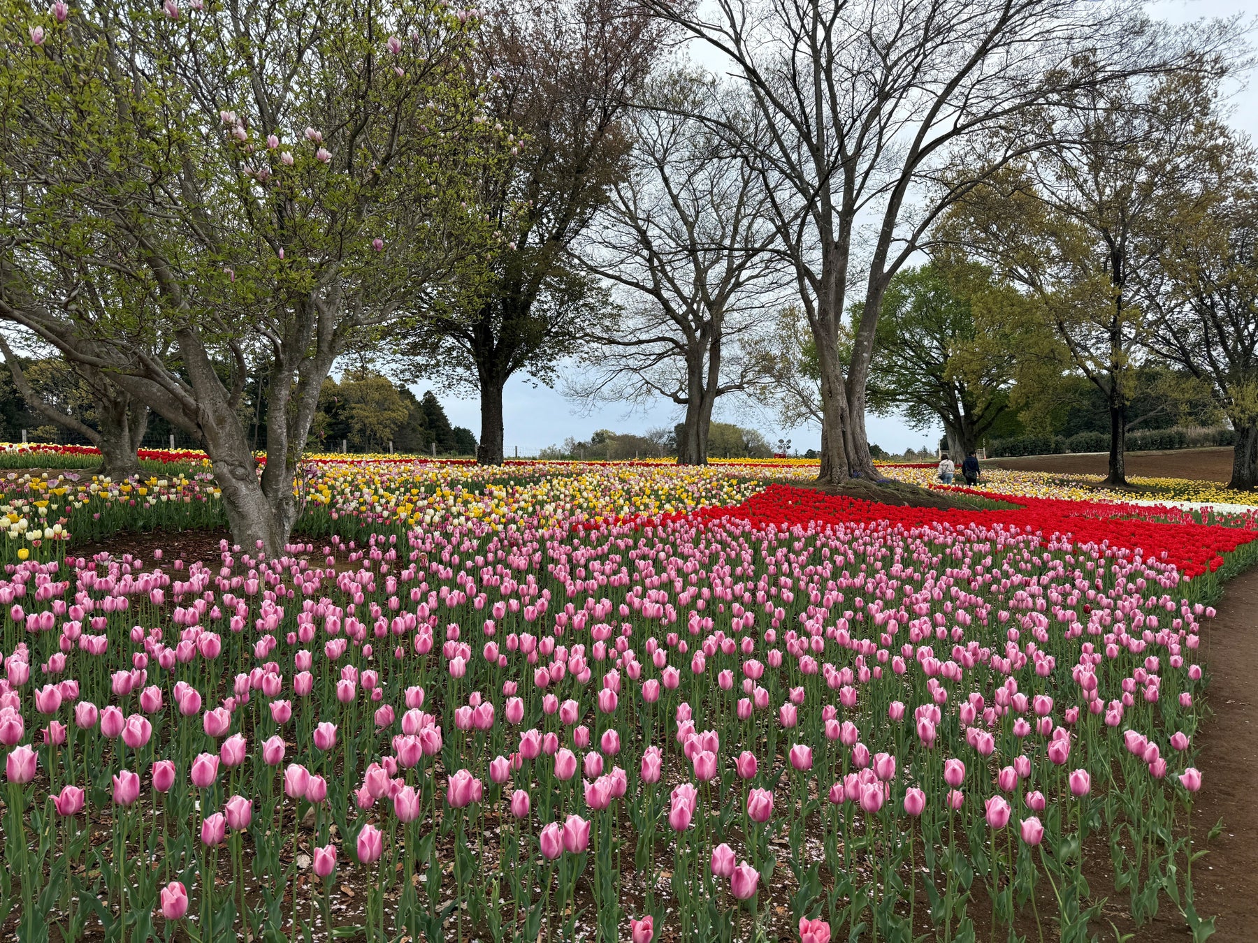 過去最大規模！6,000㎡の「四季の丘」を26万株のチューリップが埋め尽くす