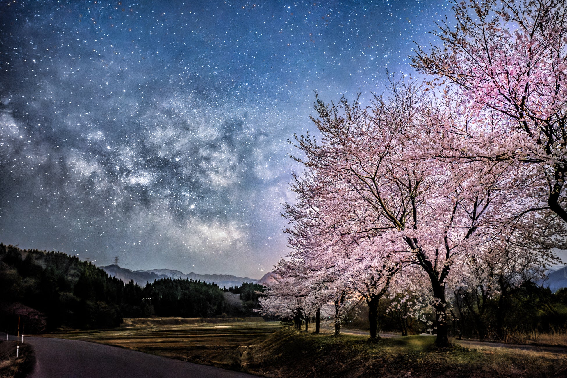 胎内のリゾートへと誘う、春の入口。約1kmの桜並木「胎内川 夏井の河川敷千本桜」