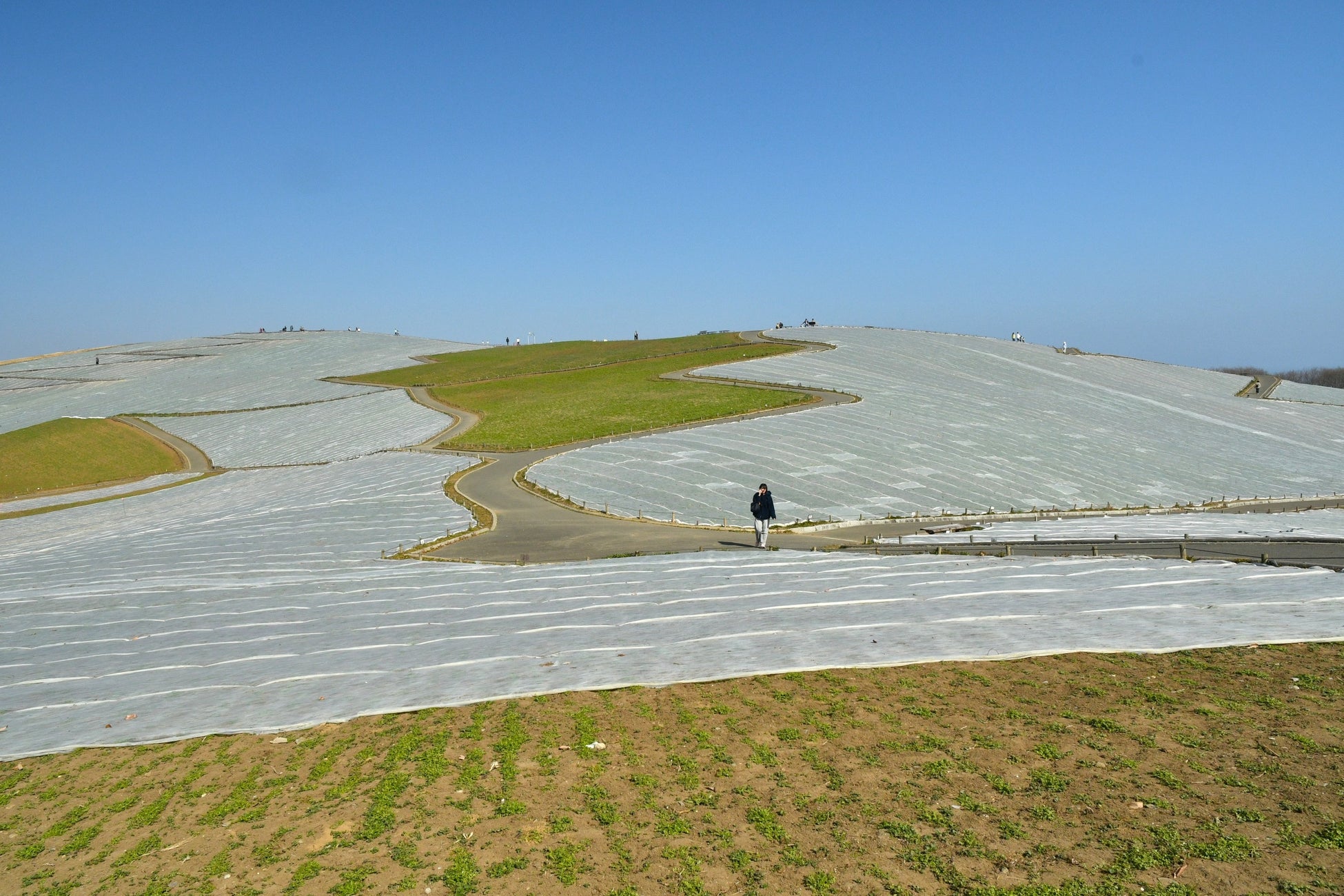 ネモフィラの霜よけシートの撤去が始まっています。（国営ひたち海浜公園）