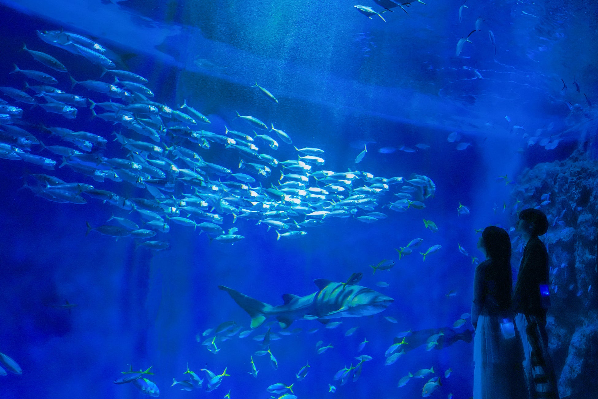 【神戸須磨シーワールド】幻想的な空間でゆったりと夜の生きものを観察　夜の水族館「ナイトアクアライブ」開催　期間：2026年3月21日（土）～4月5日（日）