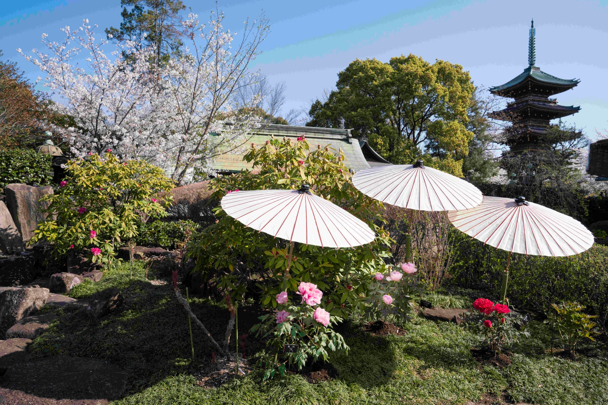 東京・上野公園｜『第四十七回　上野東照宮 春のぼたん祭』2026年4月4日（土）～5月6日（水）開催のお知らせ