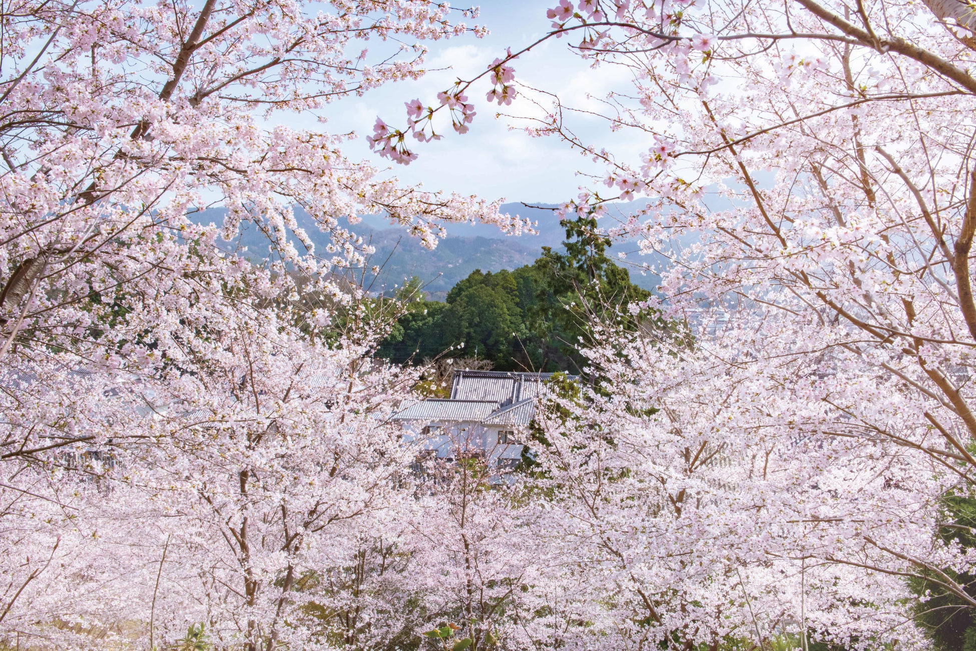 【ザ・プリンス 京都宝ヶ池】春の京都滞在を思い出深い時間にするご宿泊者限定プログラム　顕本法華宗 総本山 妙満寺「サクラ山」特別入場とオリジナル写仏体験を販売